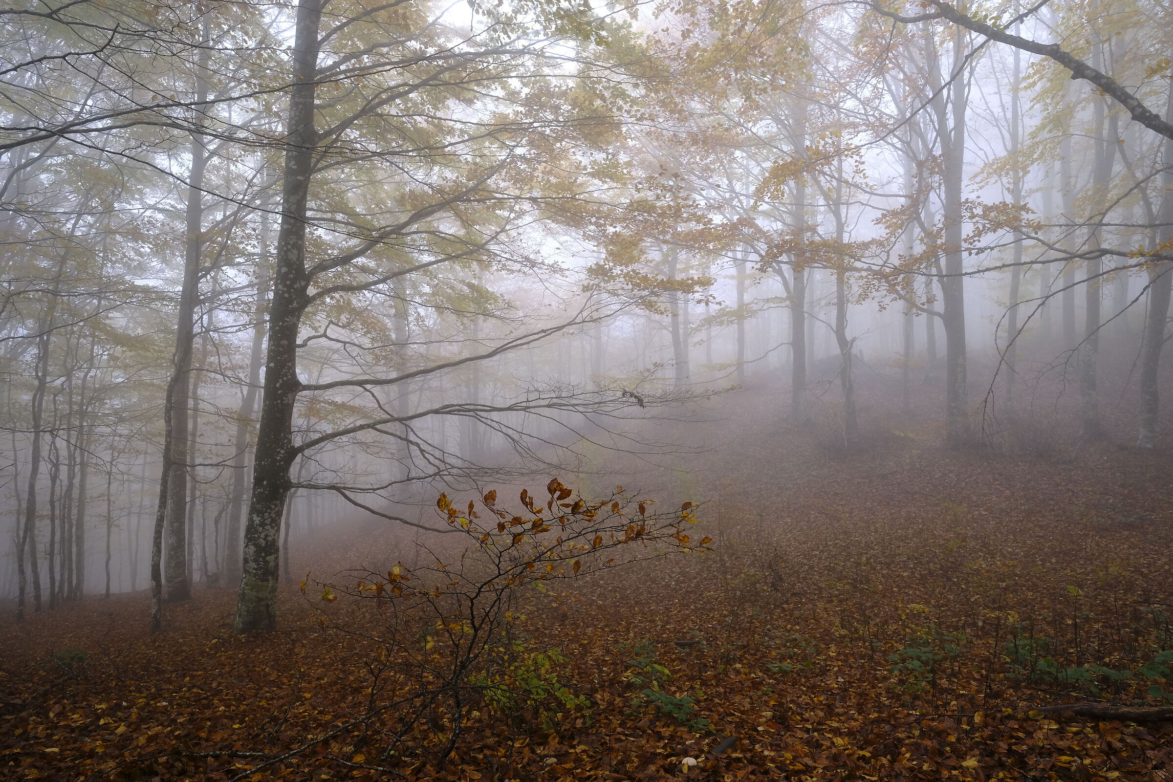 Trees, mist and dew..