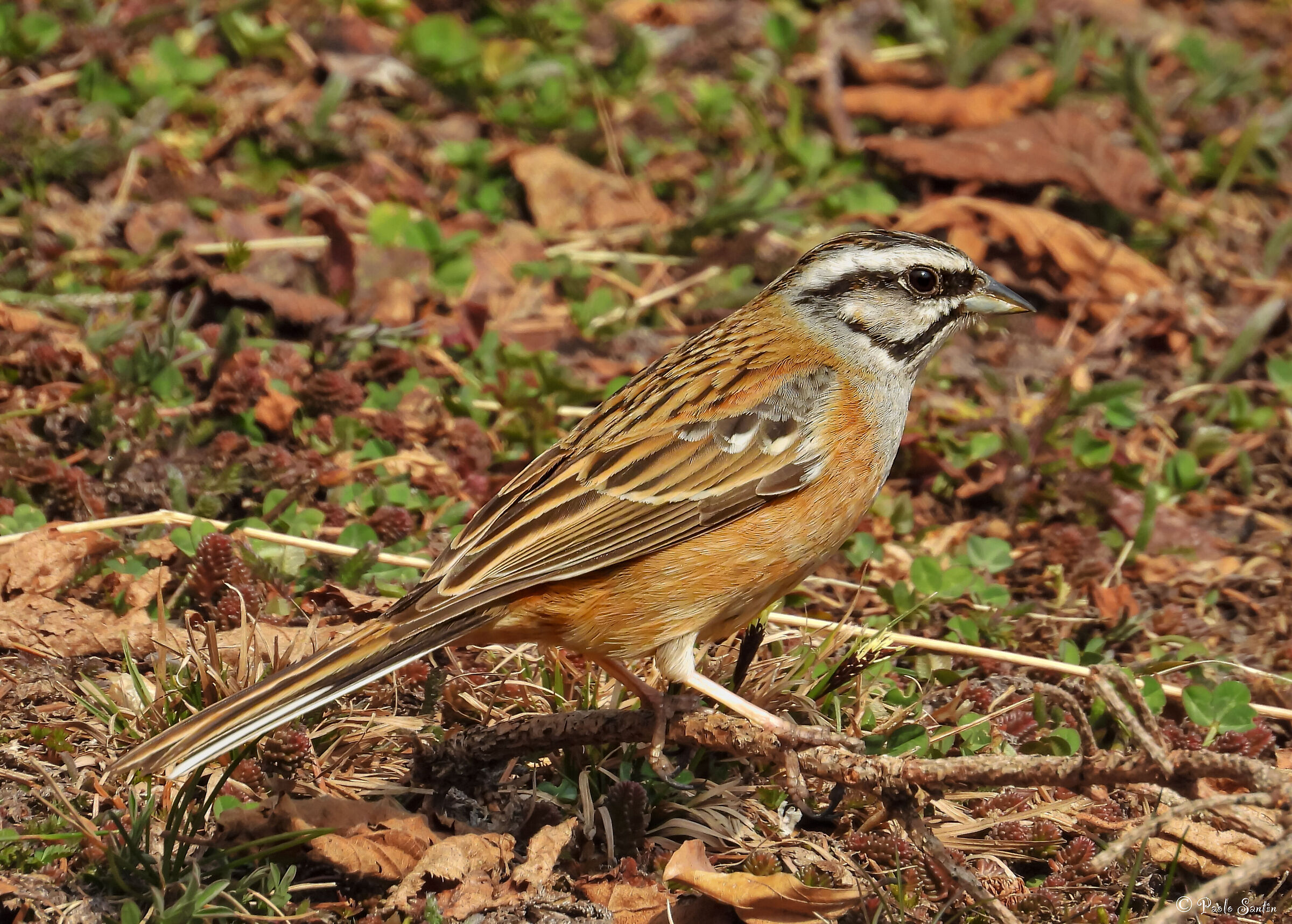 Muciatto Bunting