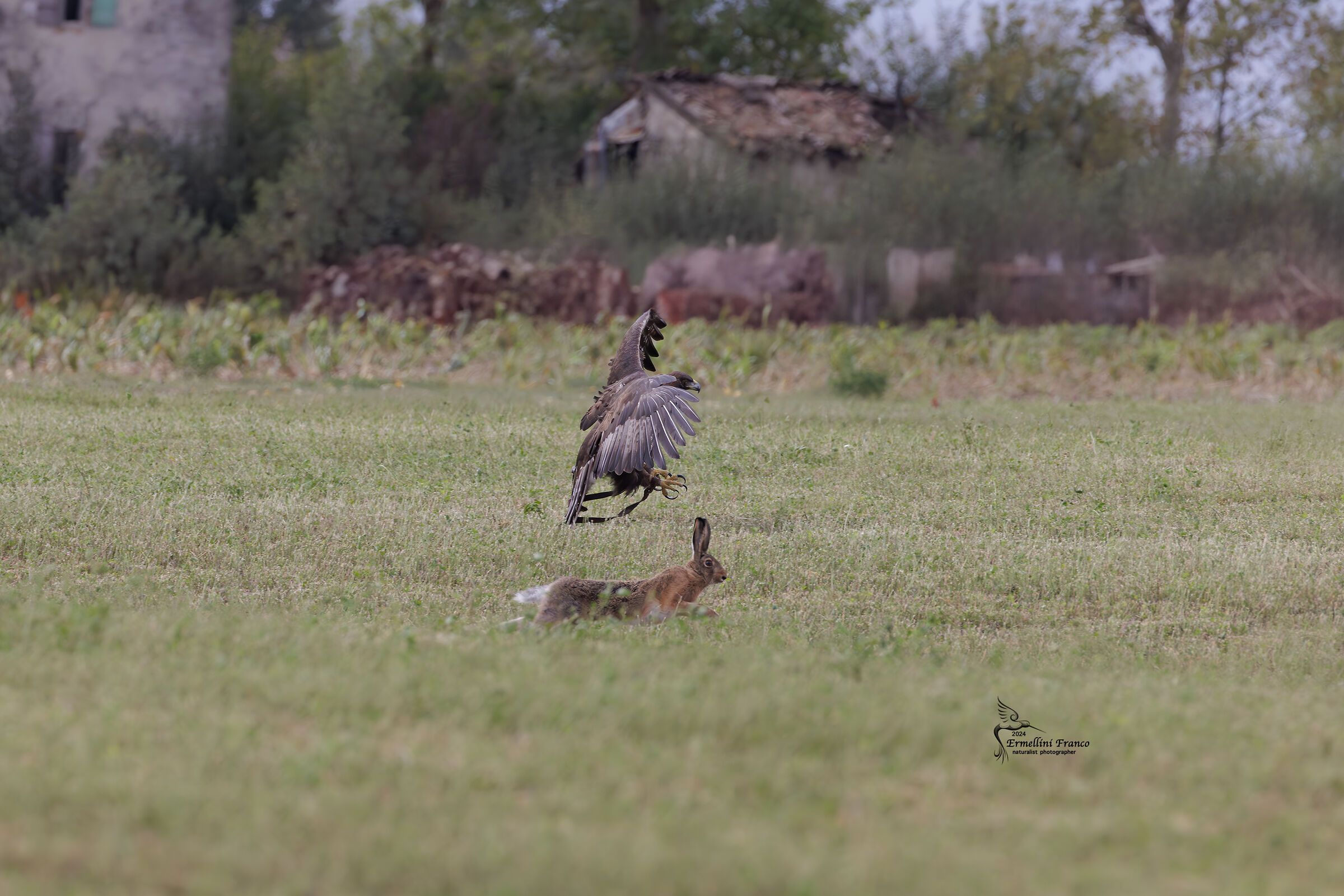 Eagle catching hare