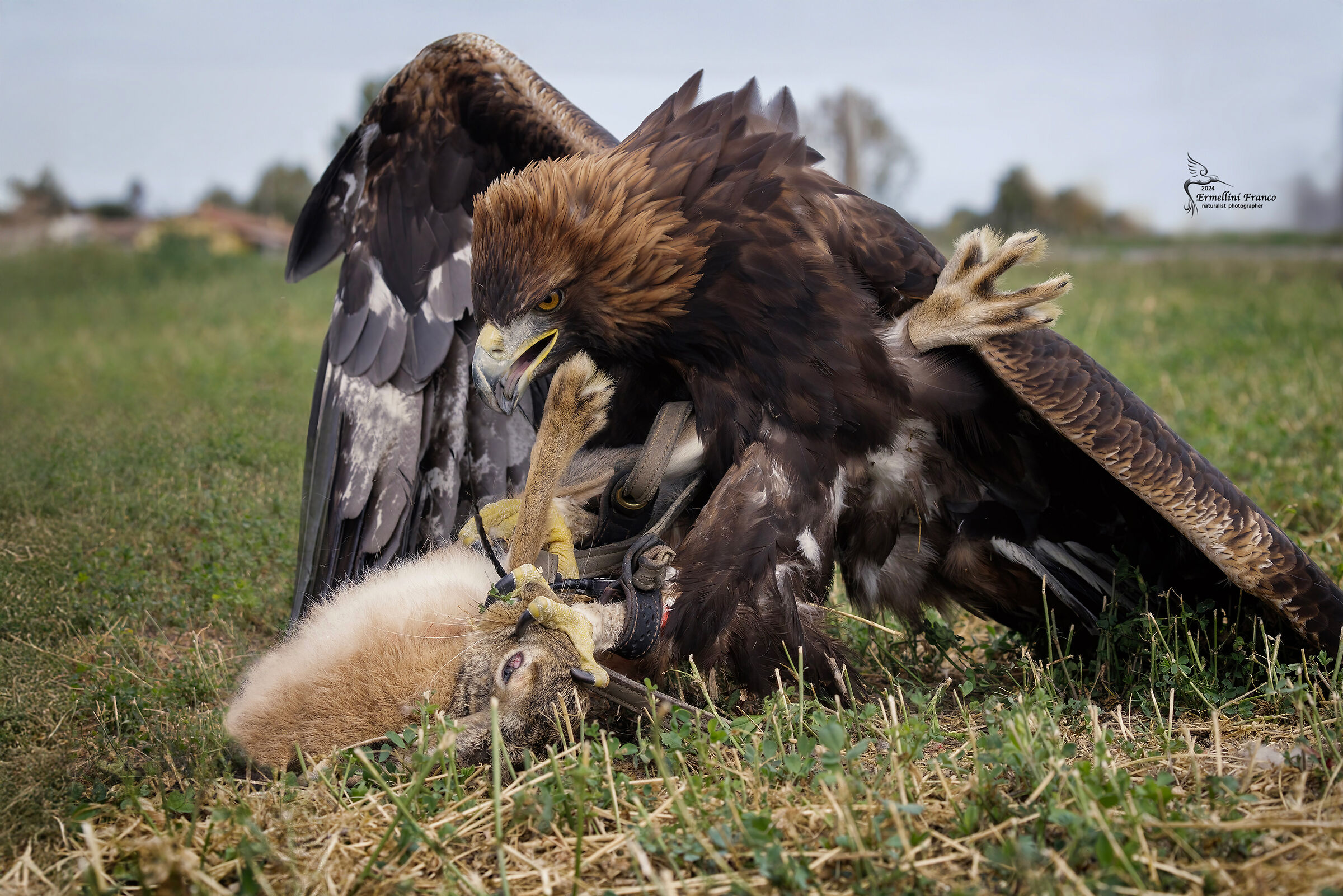 Eagle with hare