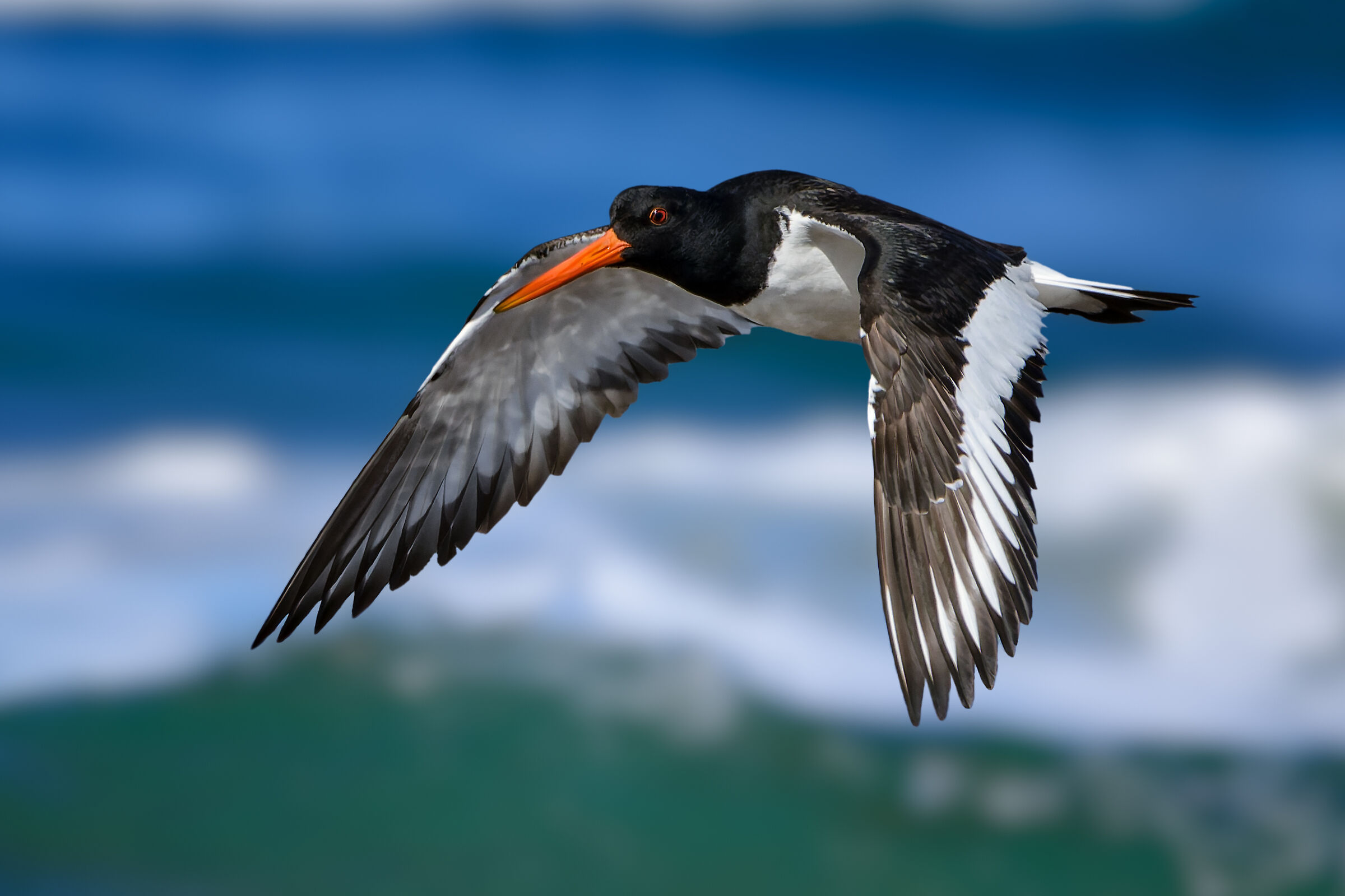 Oystercatcher