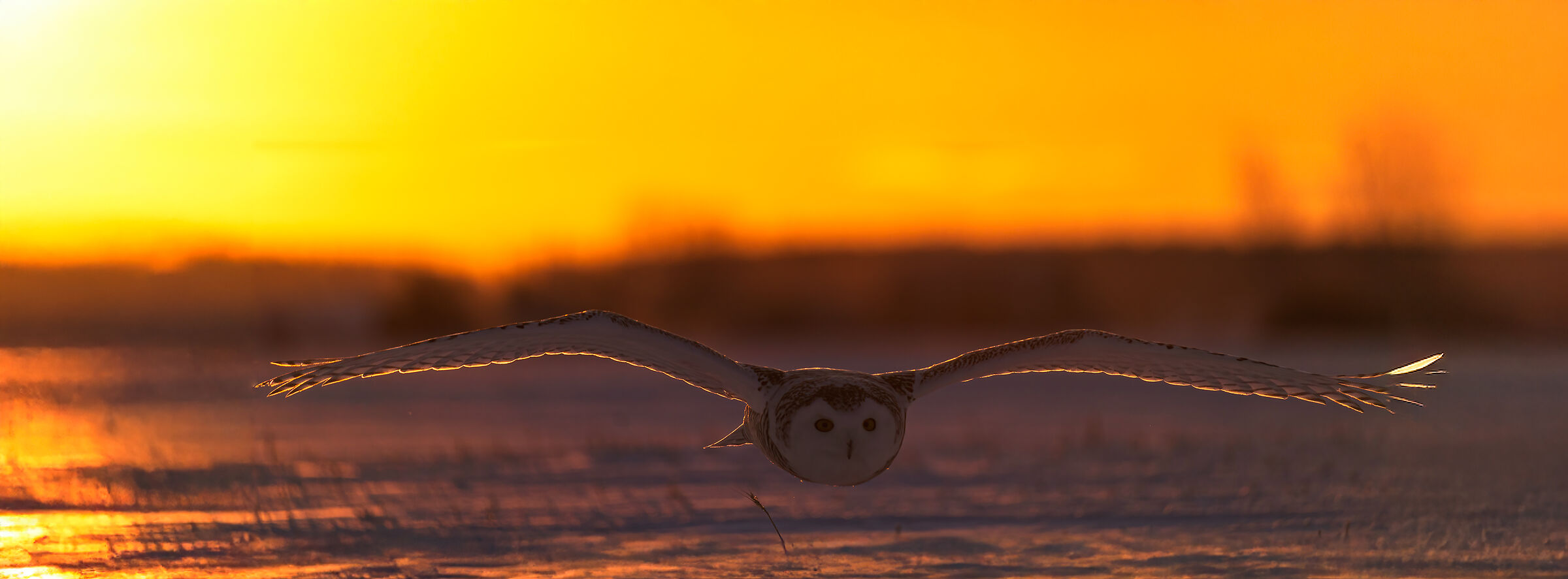 Civetta delle Nevi    "Tramonto "