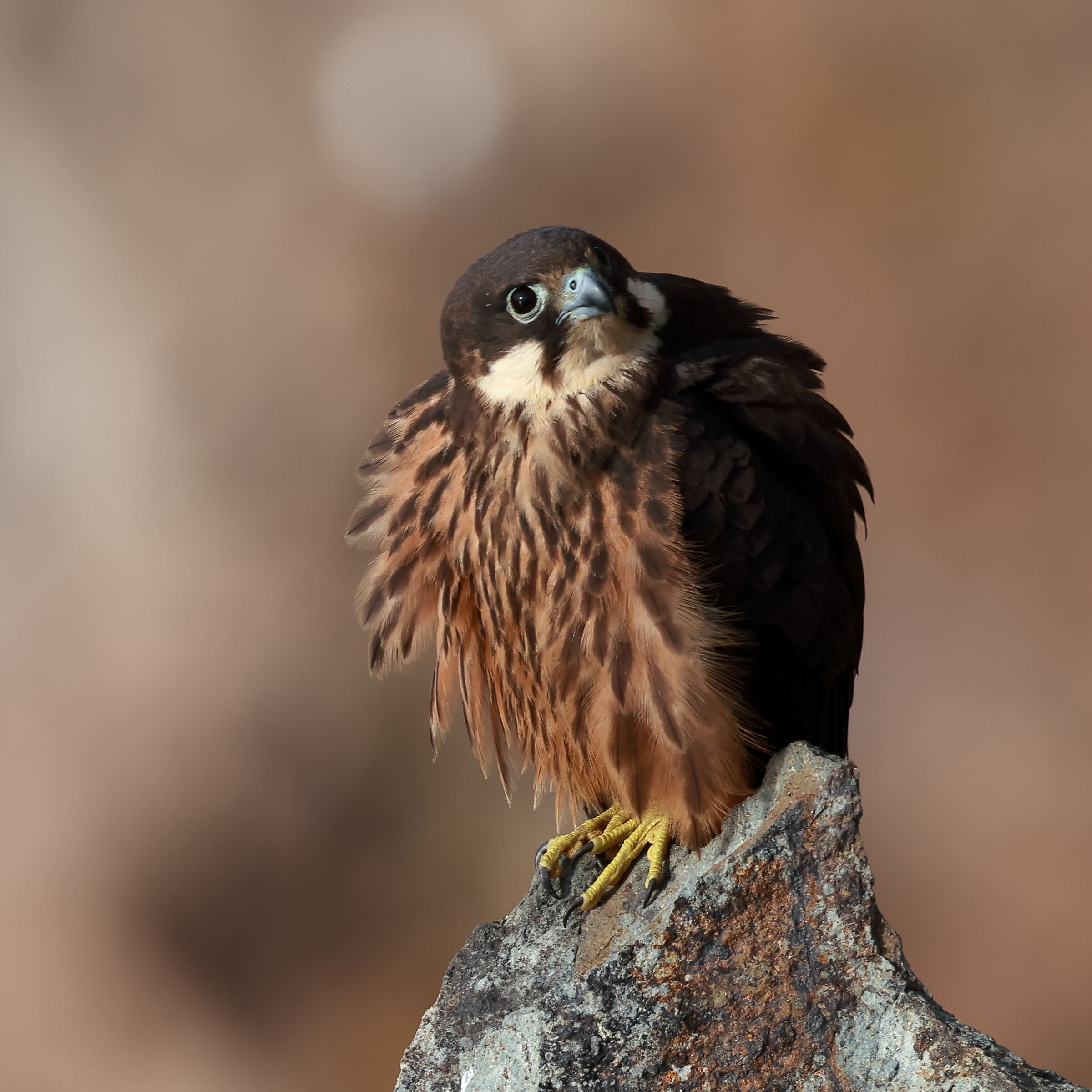 Falco della regina (Falco eleonorae)