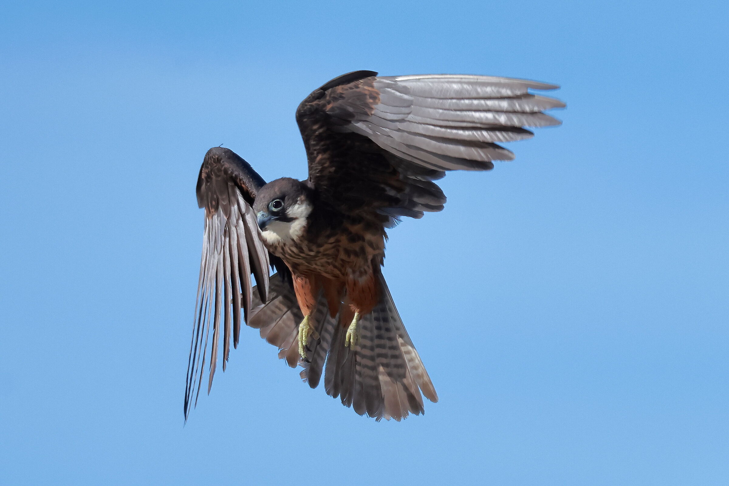 Falco della regina (Falco eleonorae)
