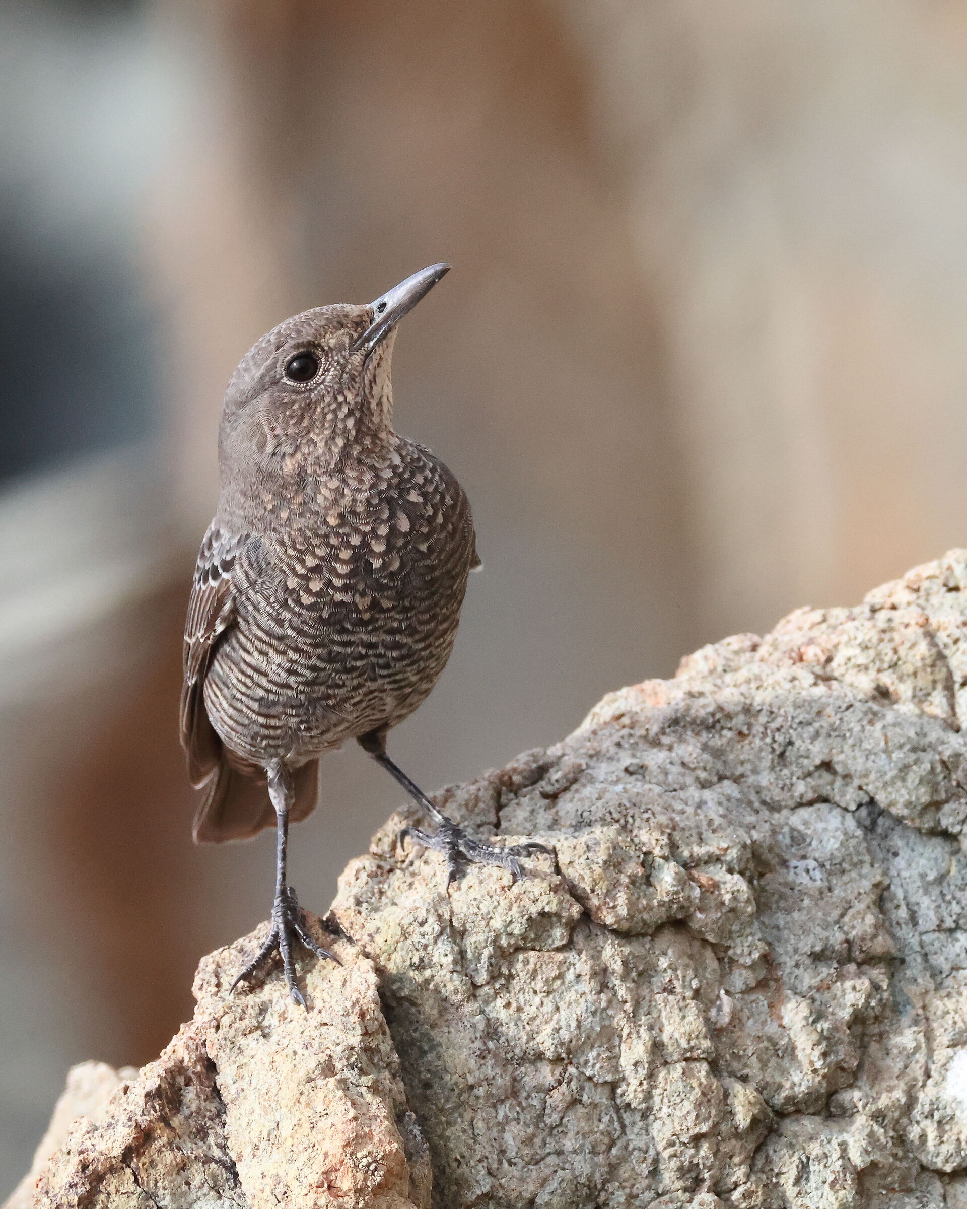Passero solitario (Monticola solitarius)