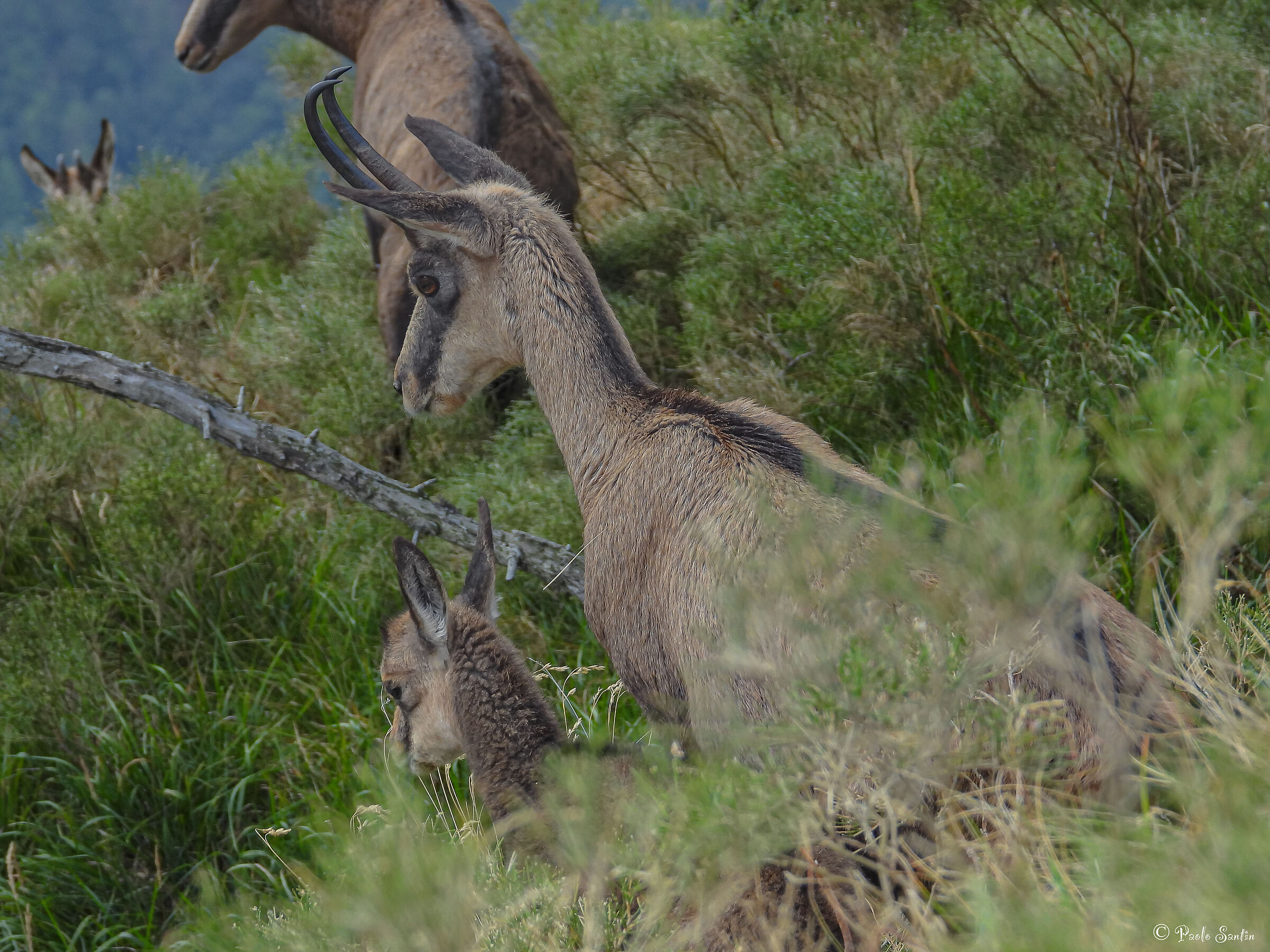 Female Alpine Chamois with her calf