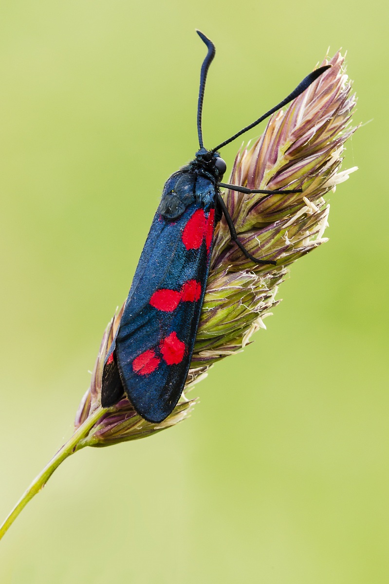 Zygaena