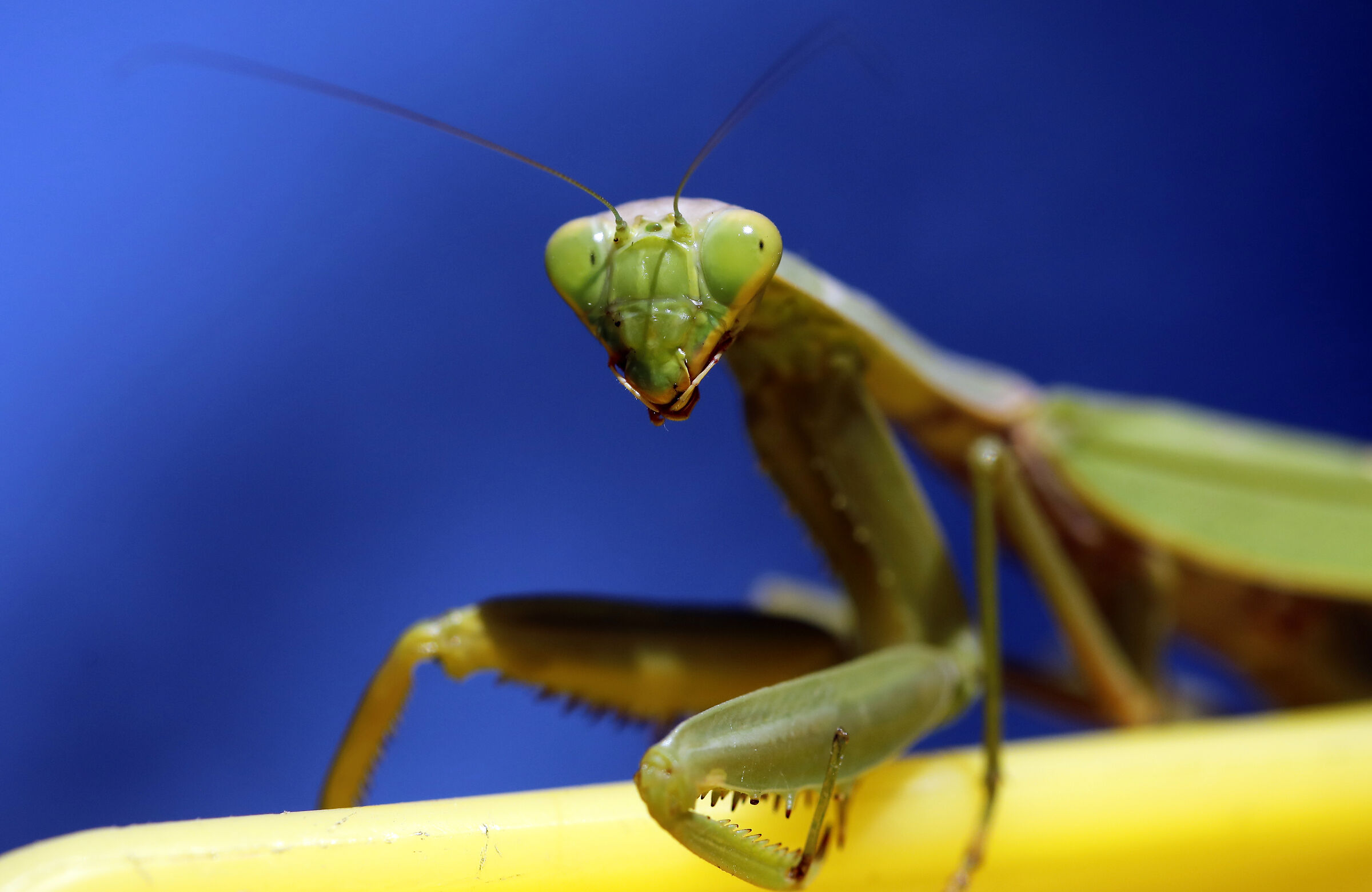 MANTIS