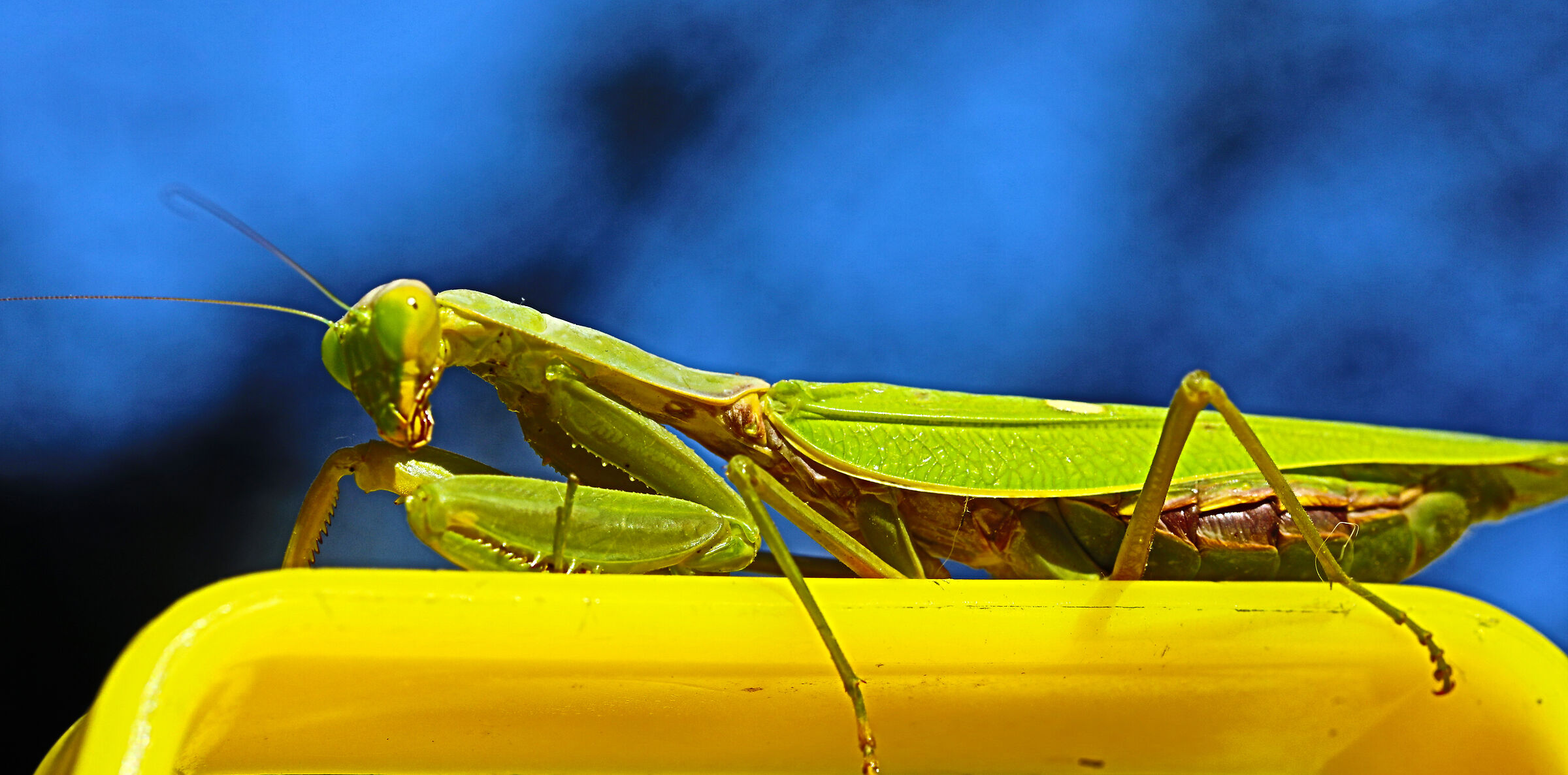 MANTIS
