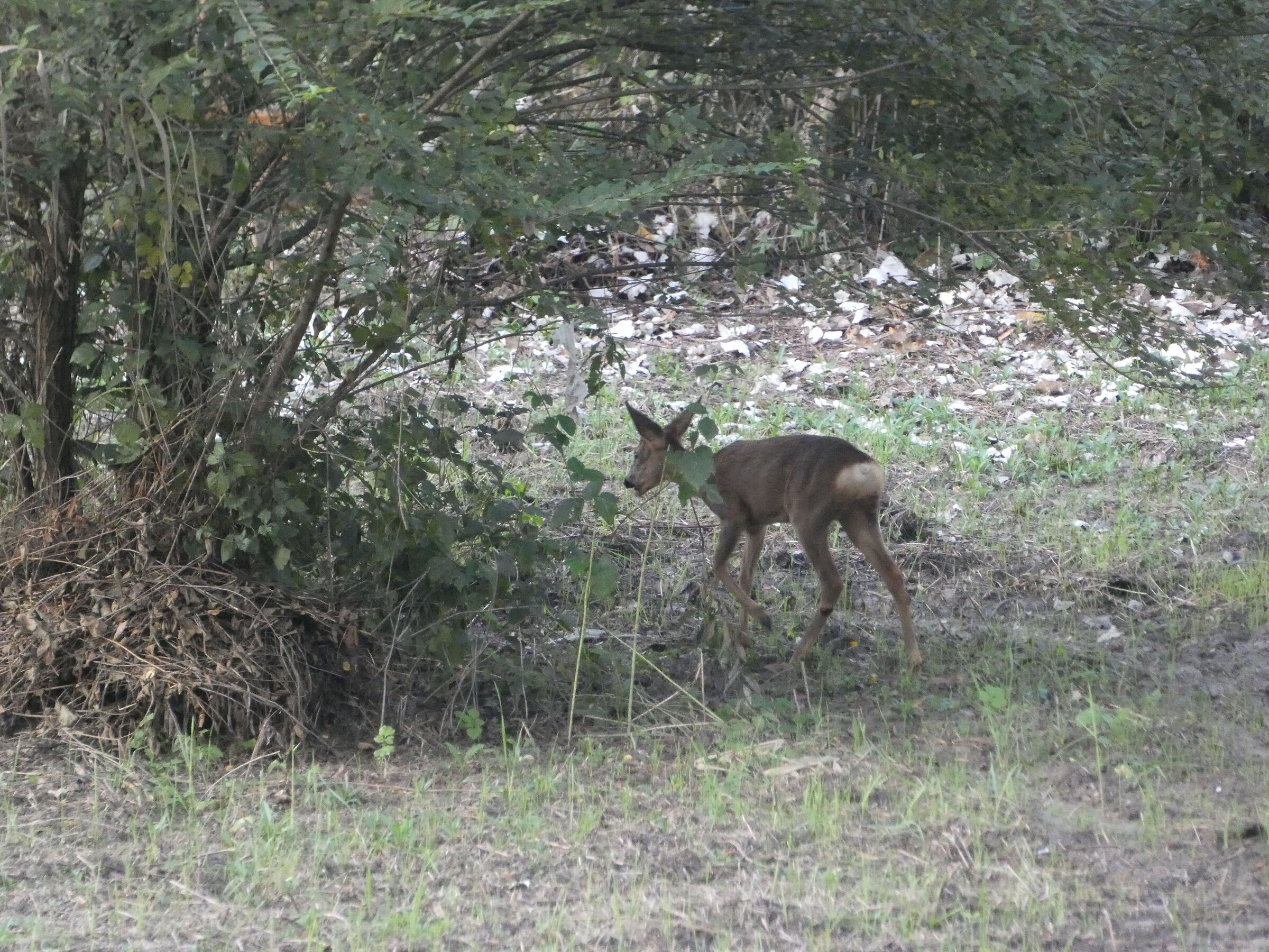 Cerbiatto nel torrente Parma