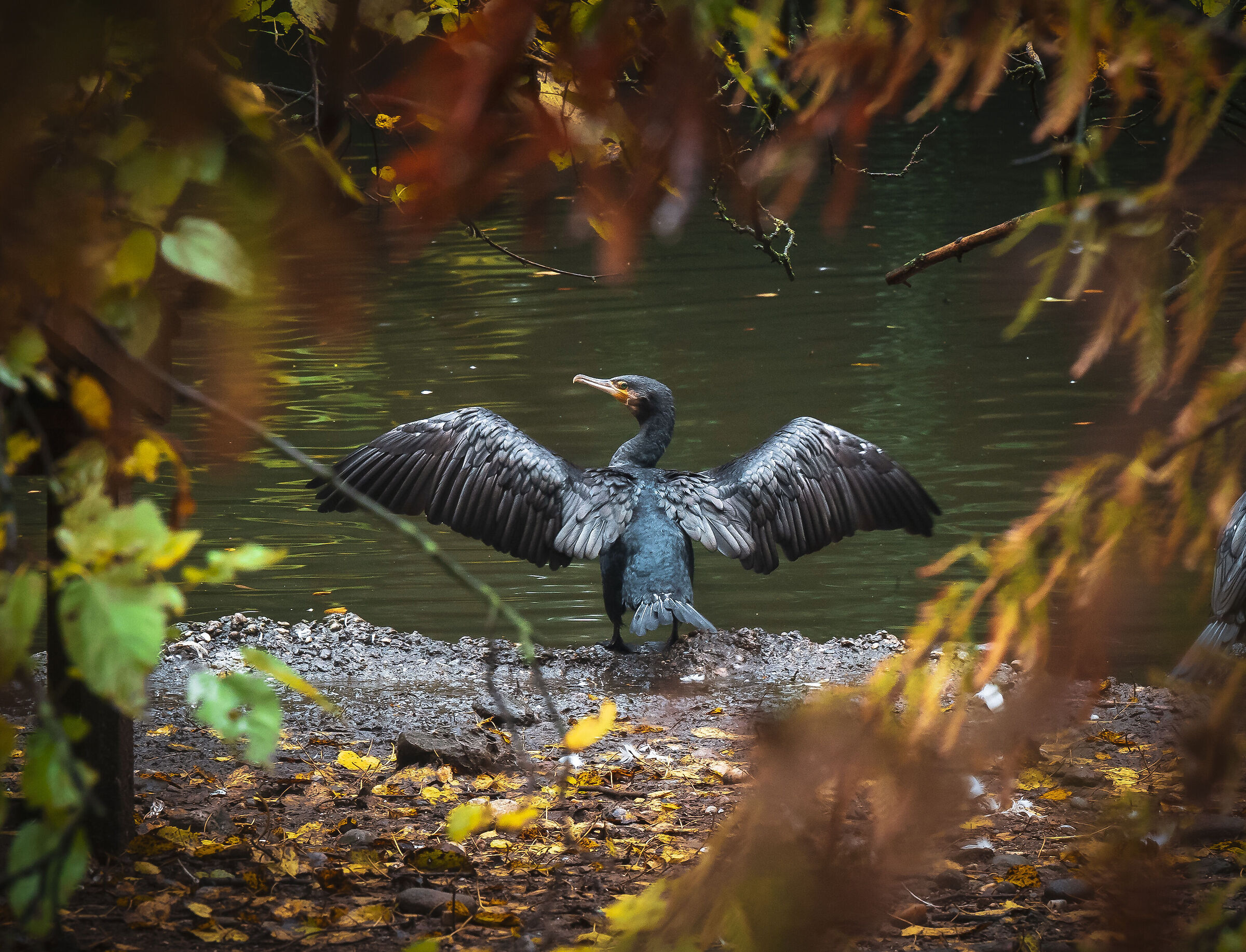 Cormorant in its frame
