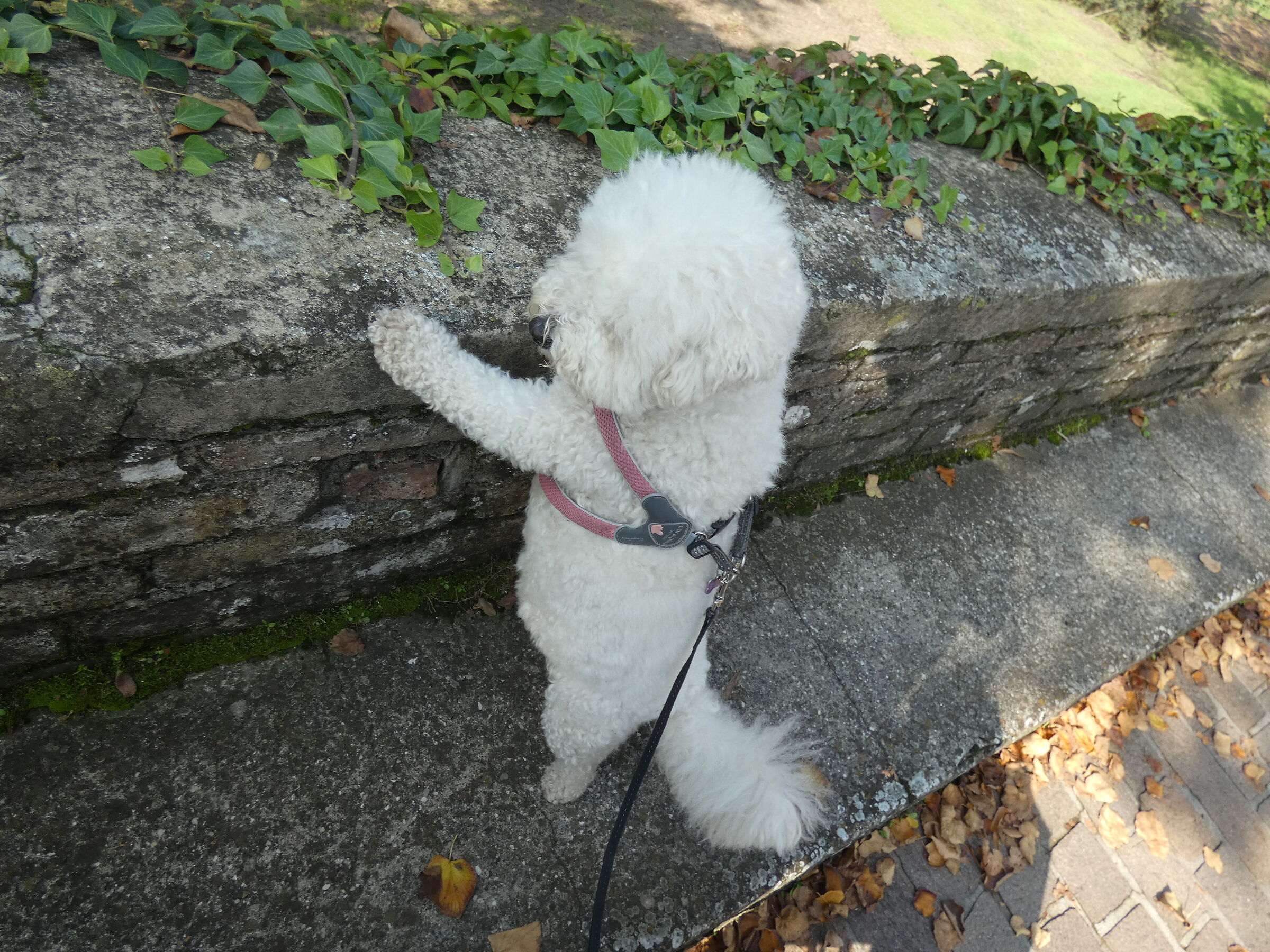 Lilibet 1 Bishon pol frisè