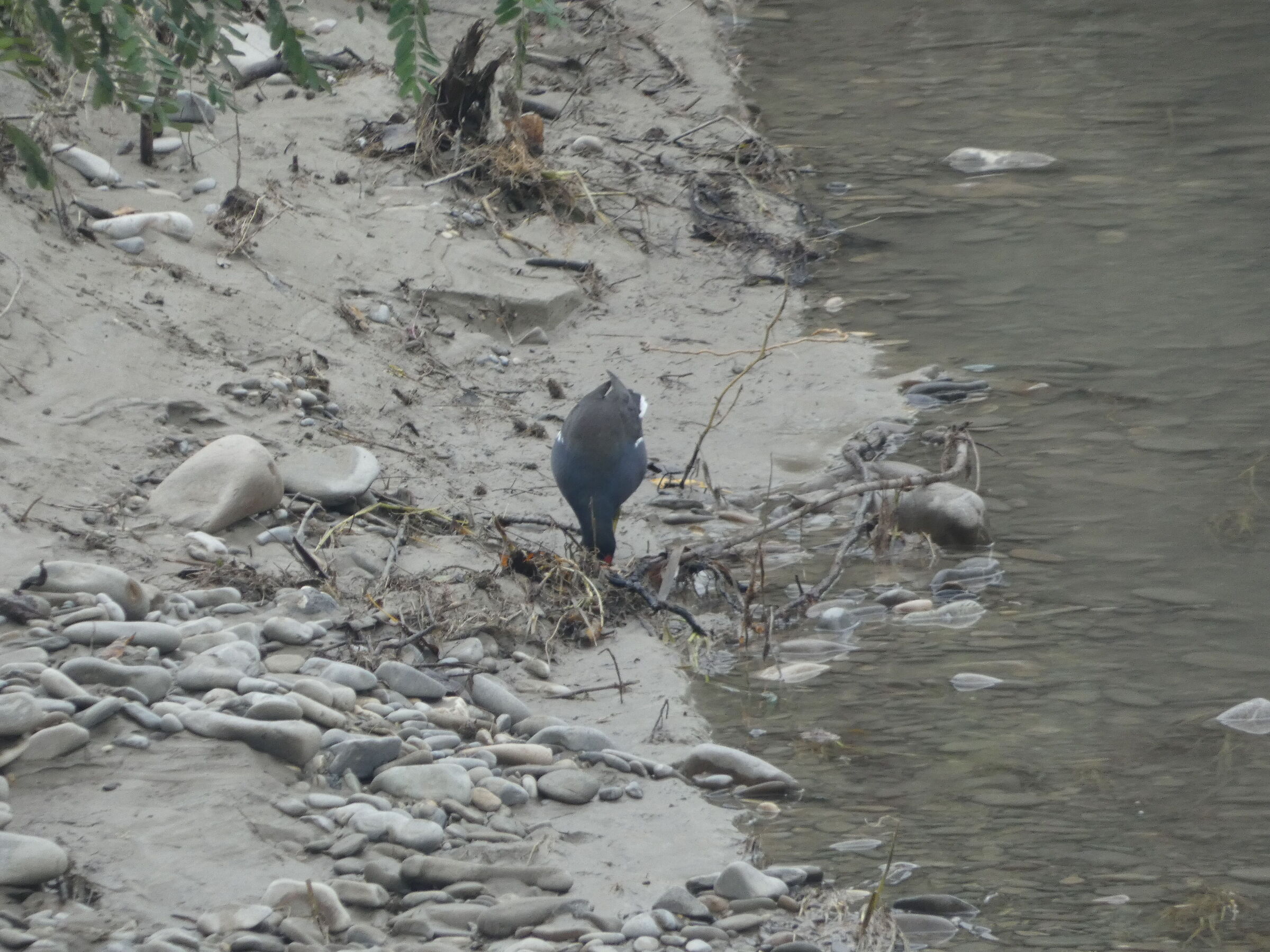 Gallinella d'acqua 1