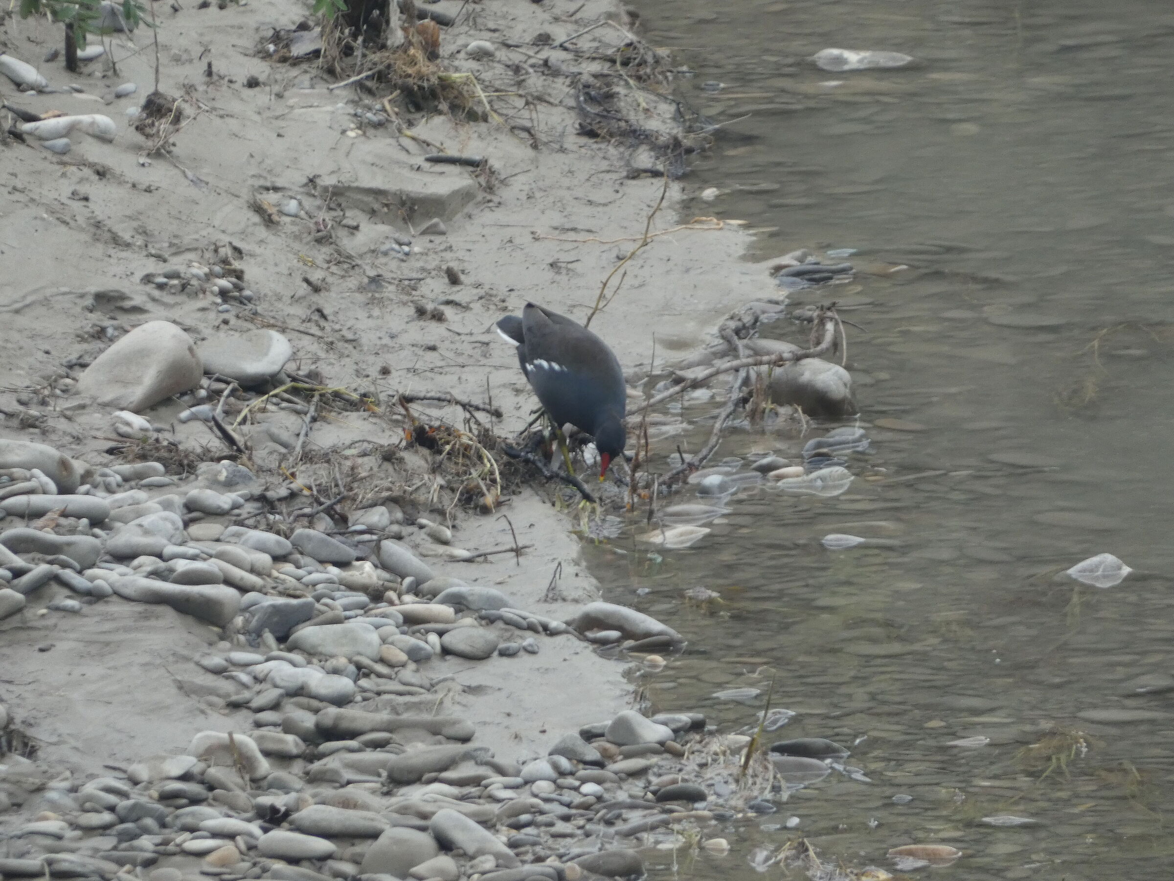 gallinella d'acqua 2