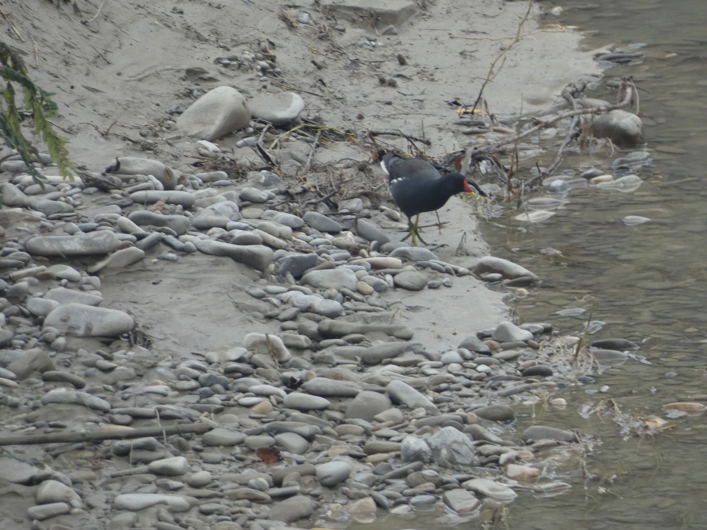 gallinella d'acqua 3