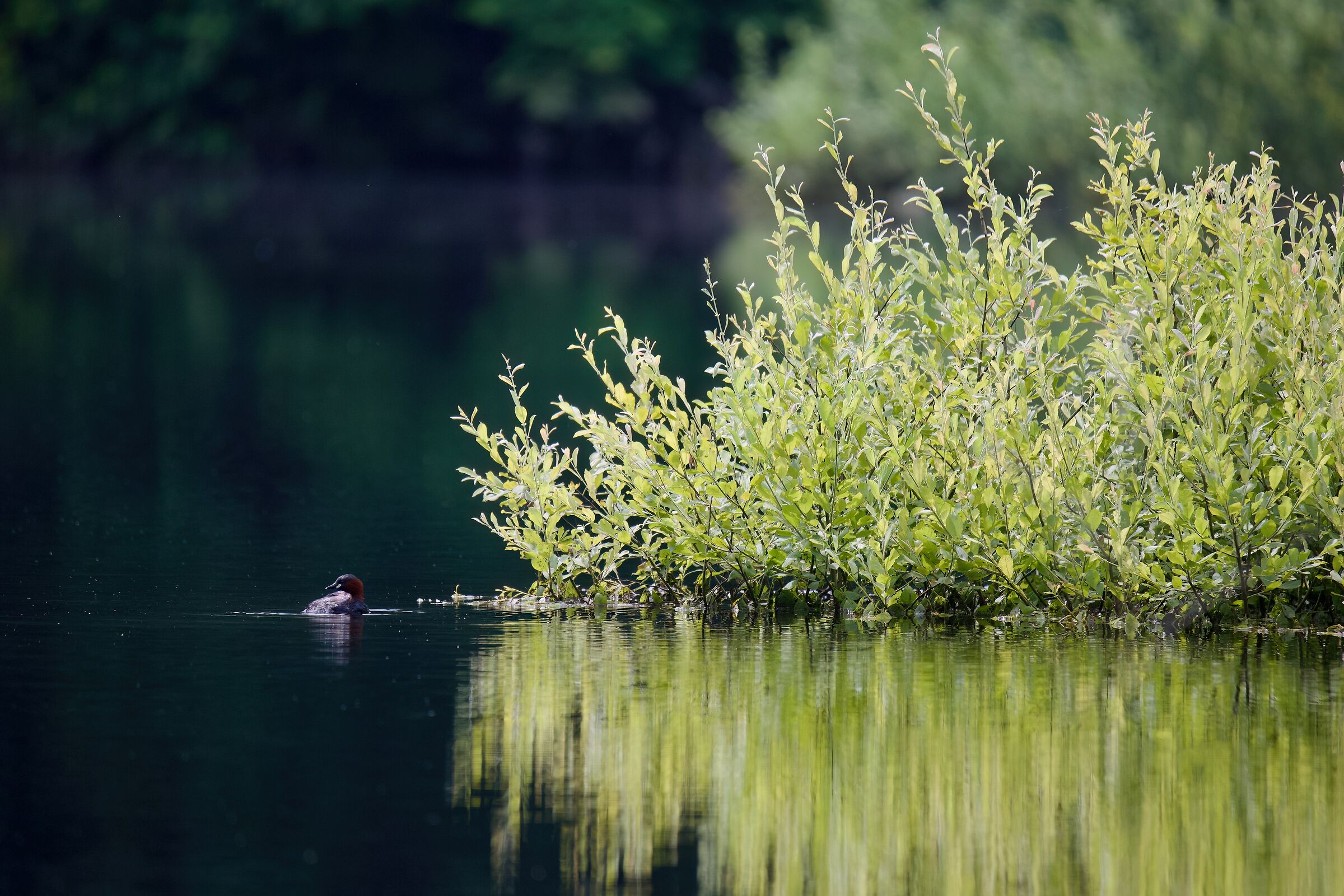 Tuffetto a guardia del nido