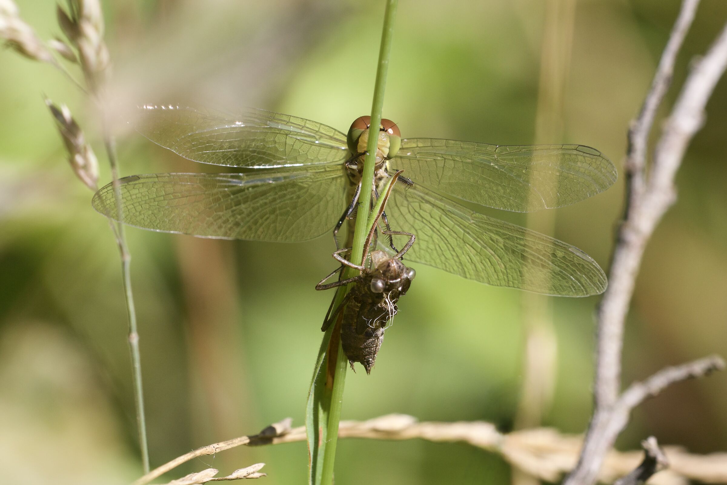 Sympetrum striolatum con la sua esuvia