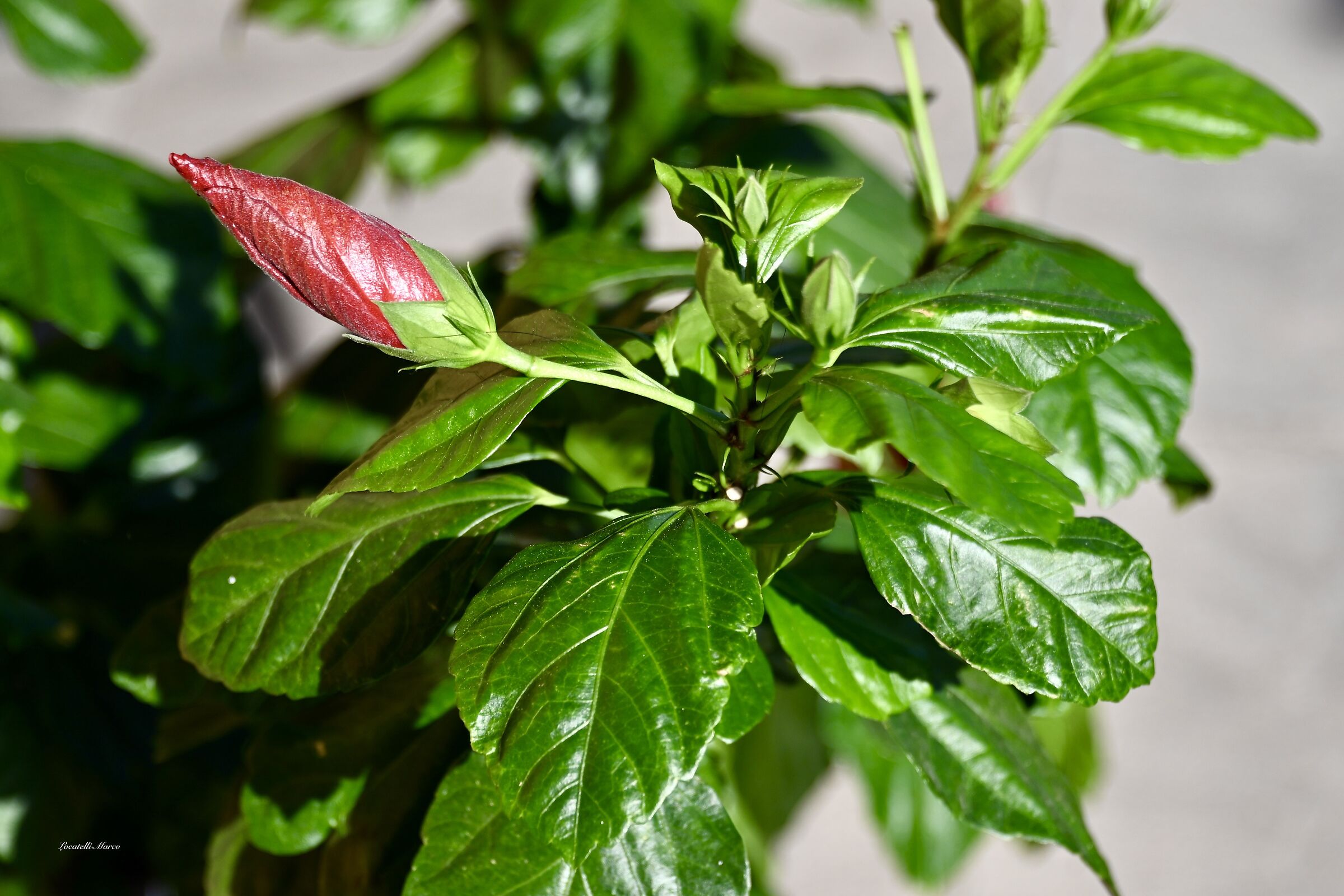 Hibiscus
