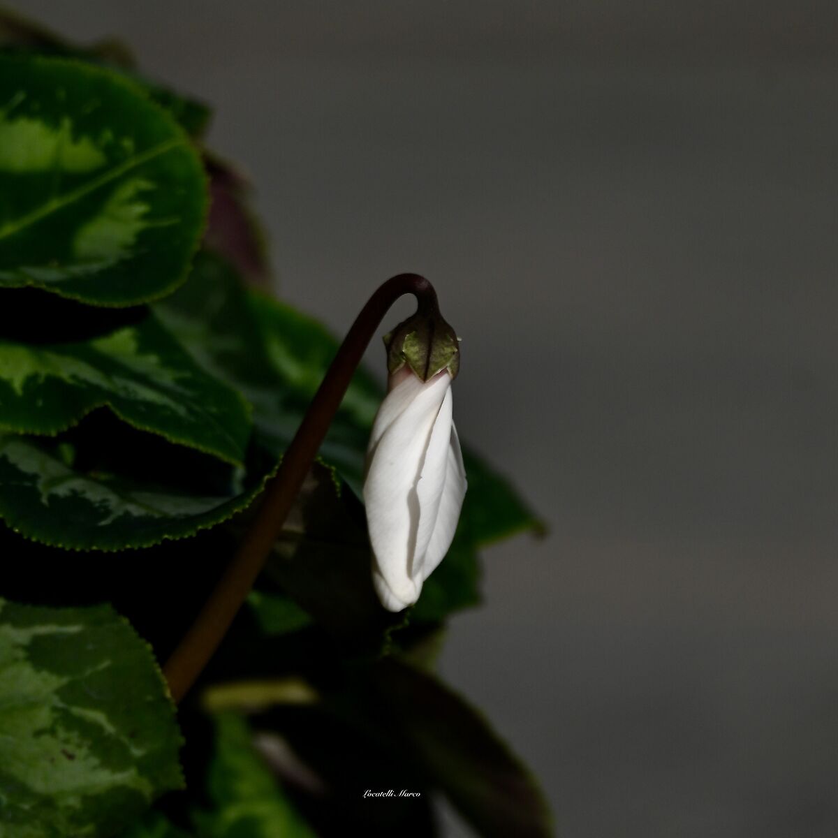 Cyclamen