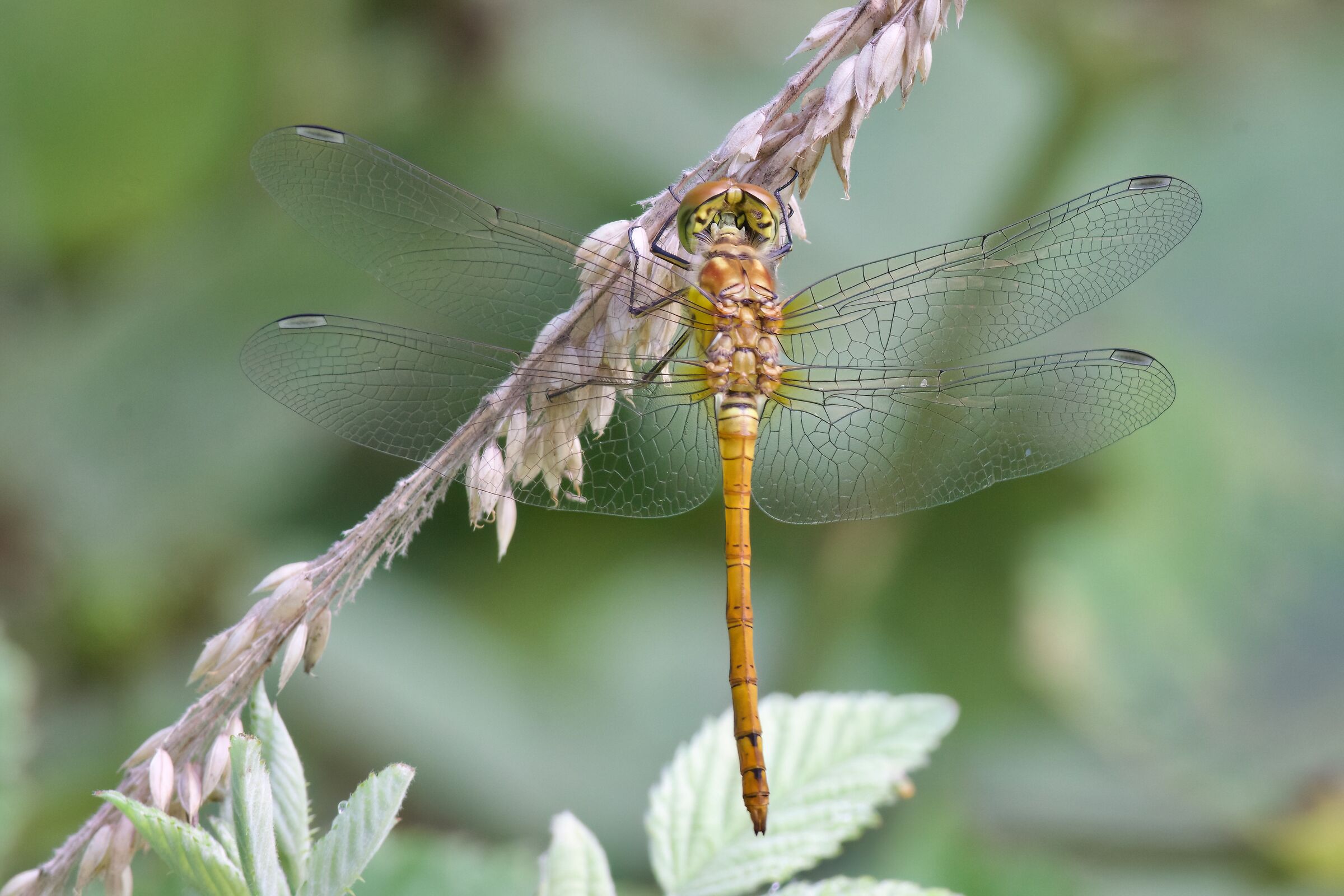 Sympetrum striolatum