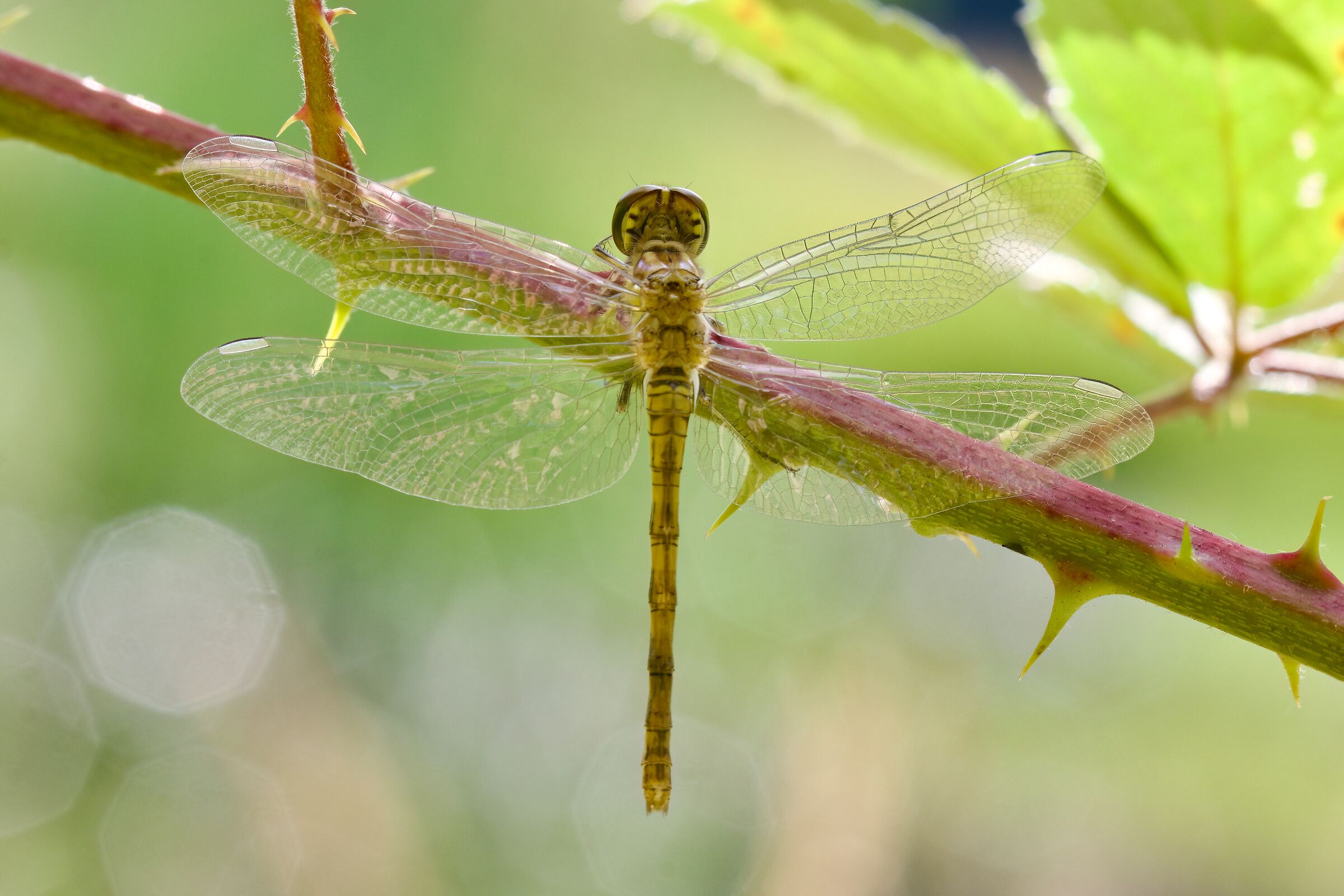 Sympetrum striolatum