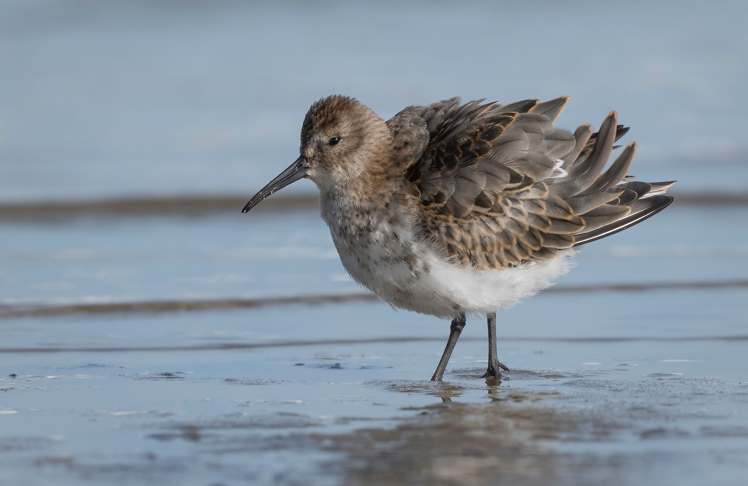 Piovanello pancianera