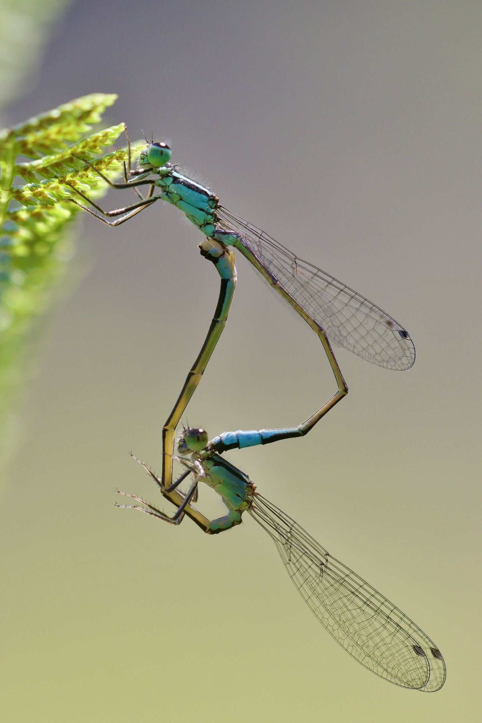 Ischnura elegans - Accoppiamento