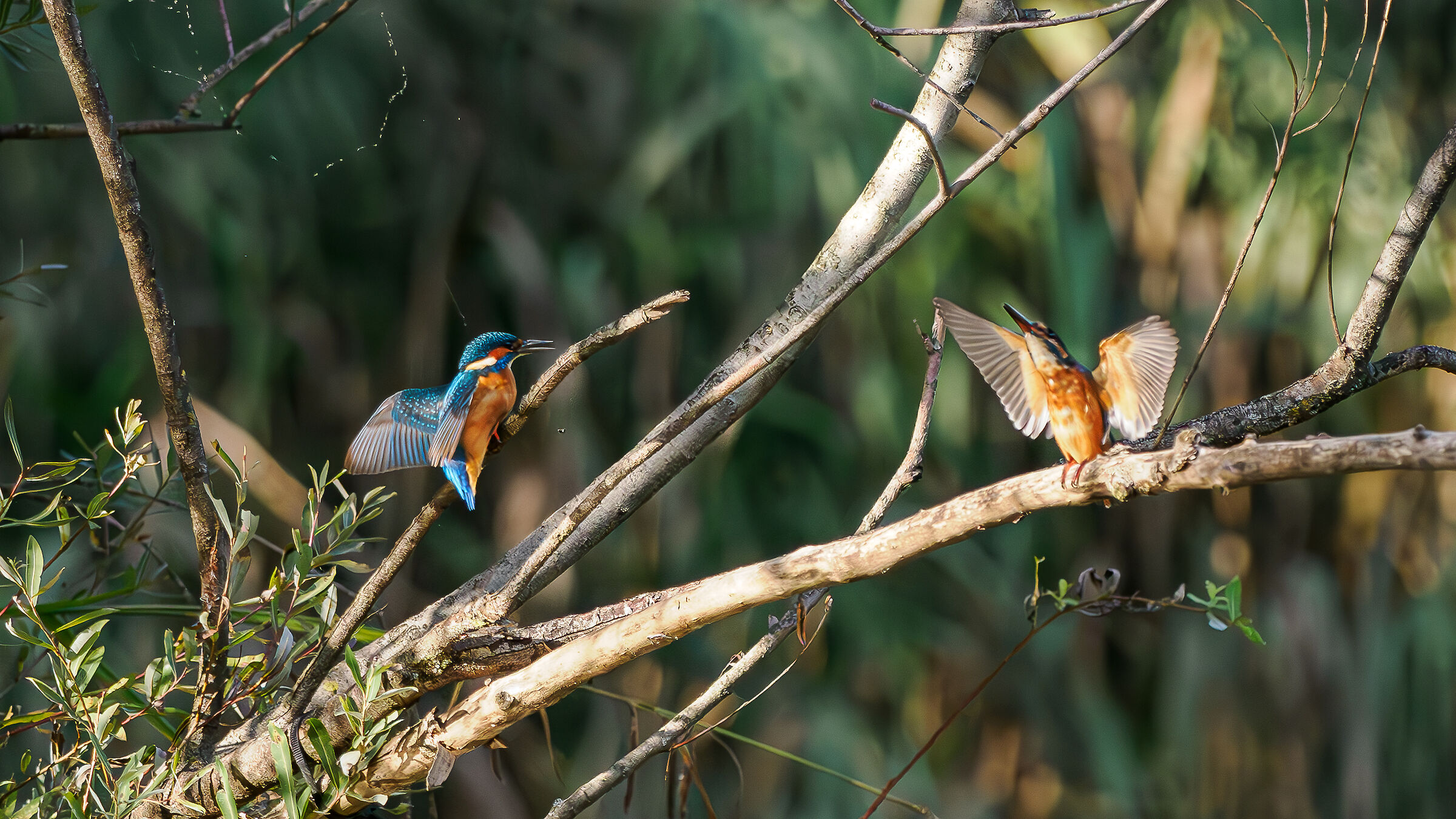 KINGFISHER