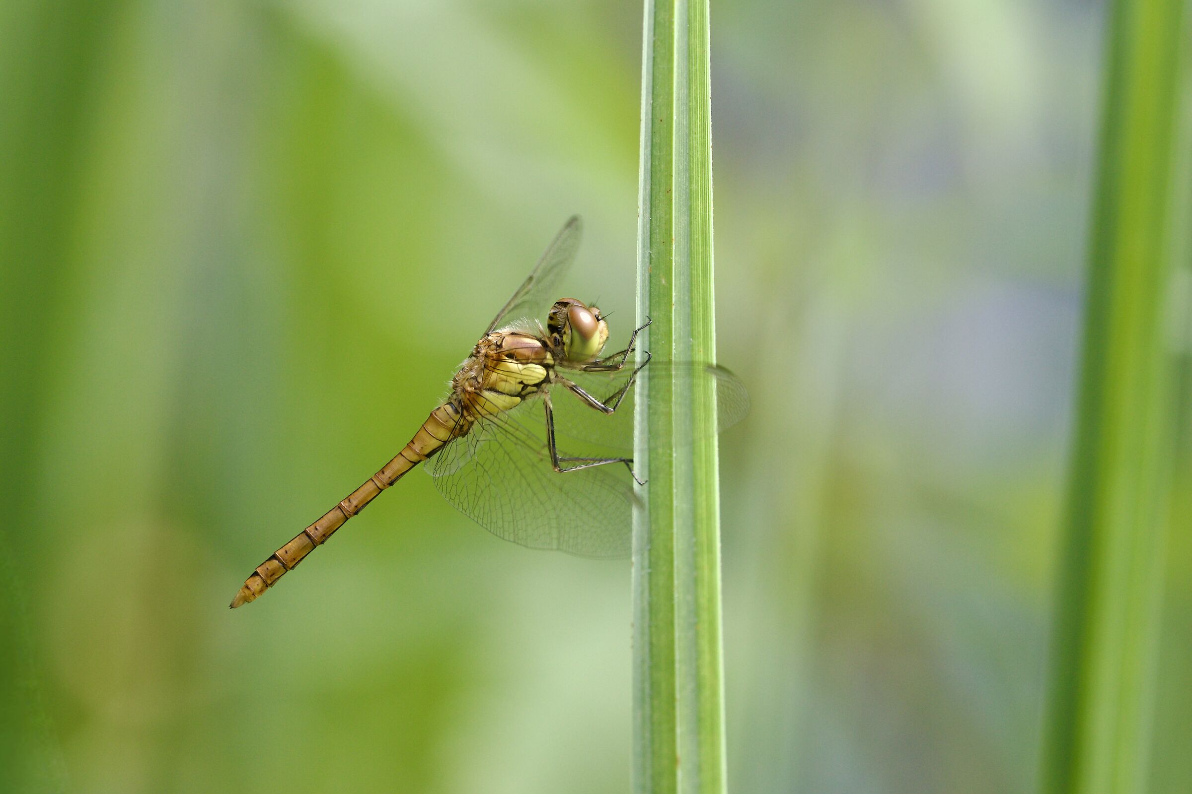 Sympetrum striolatum ai margini della risaia