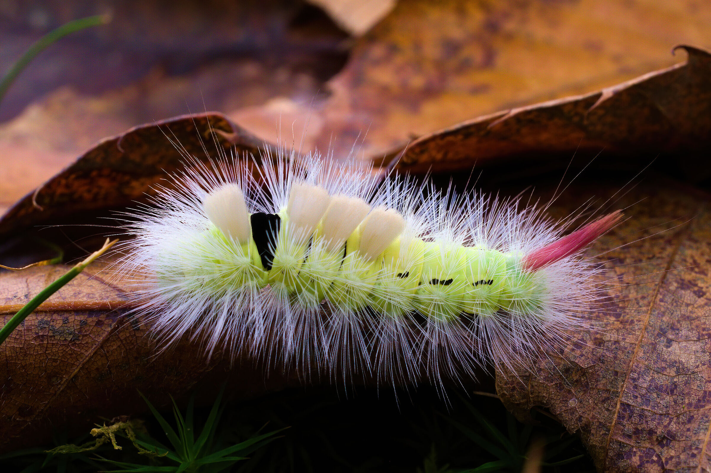 Larva di Colliteara Podibunda...