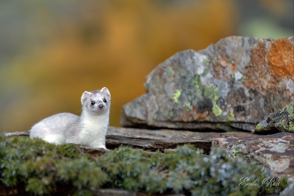 ermine