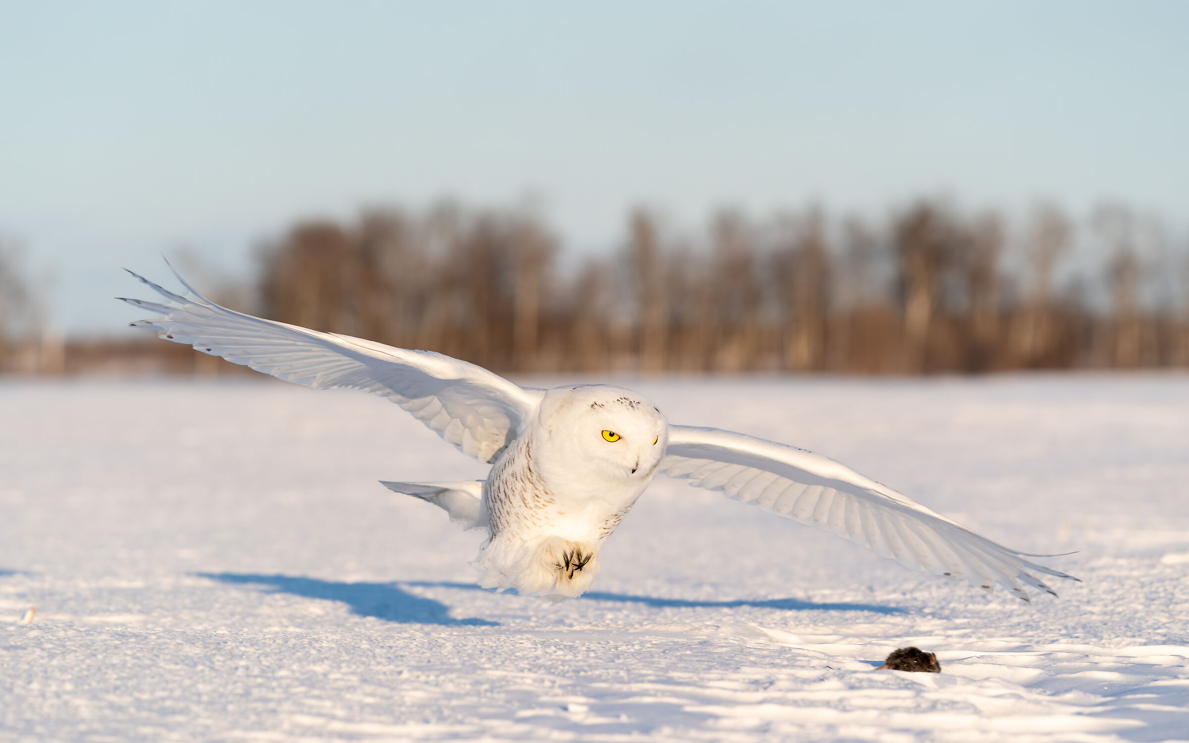 Snowy Owl hunting