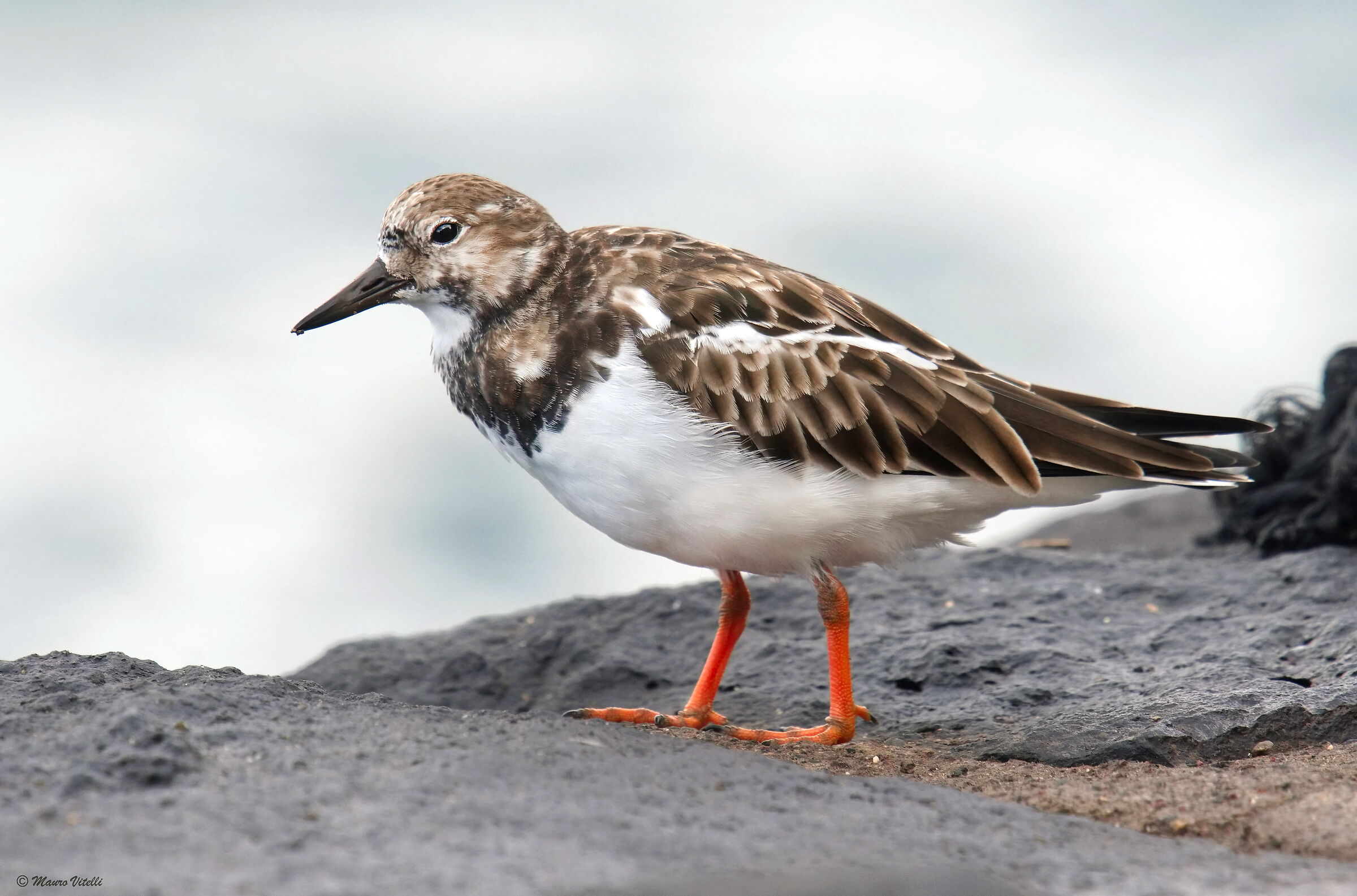 Turnstone (Arenaria interpres)