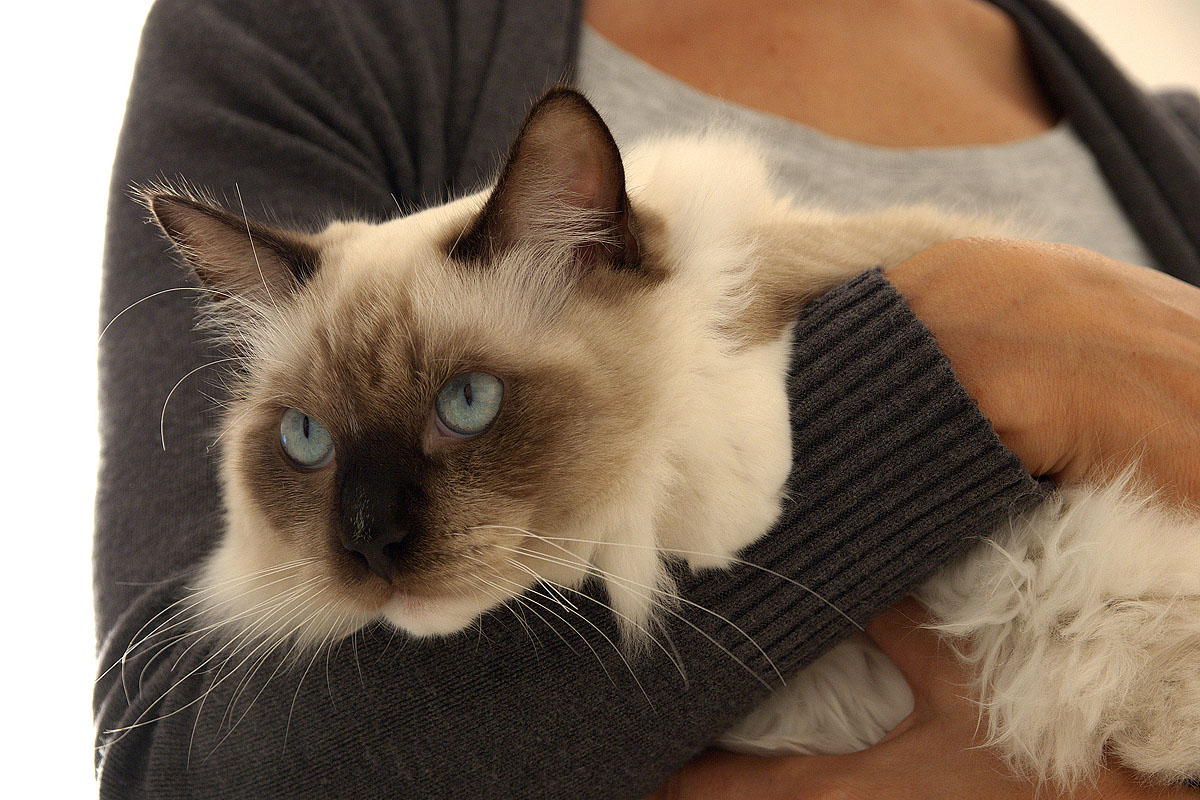 Mac (RagDoll)