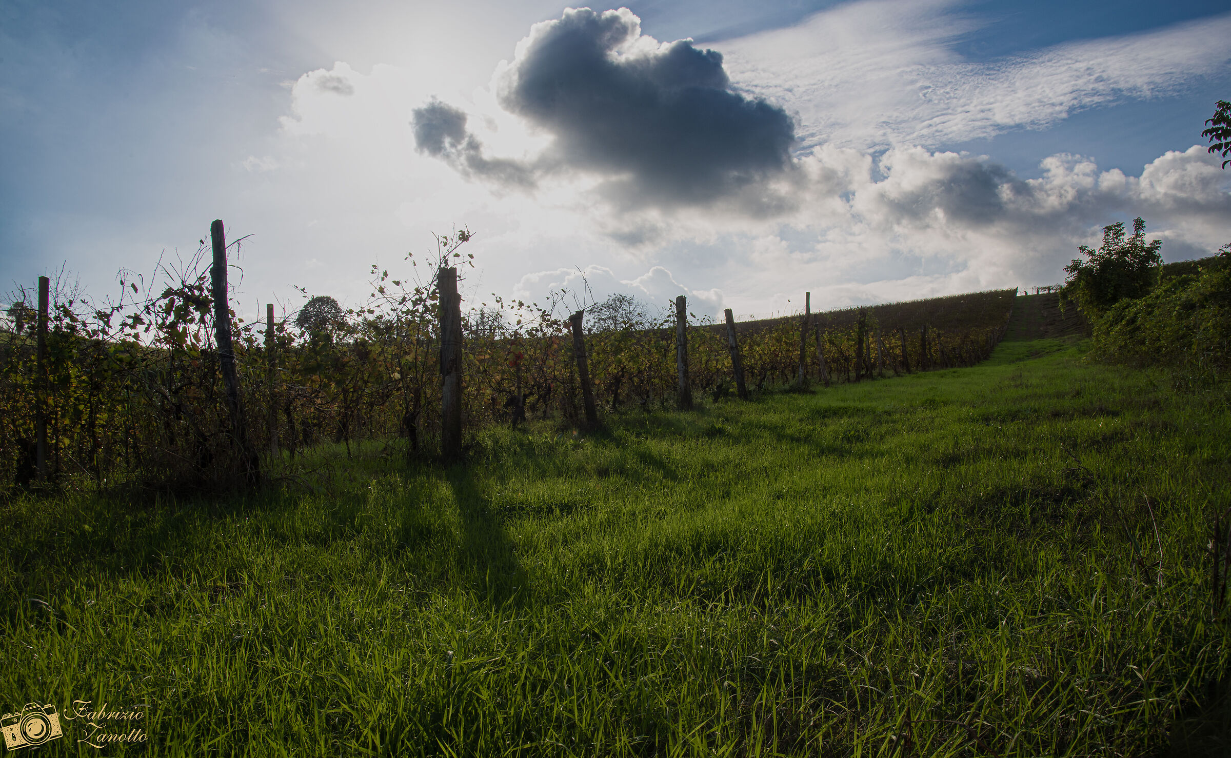 Among the vineyards of Castagnole M.to. (at)