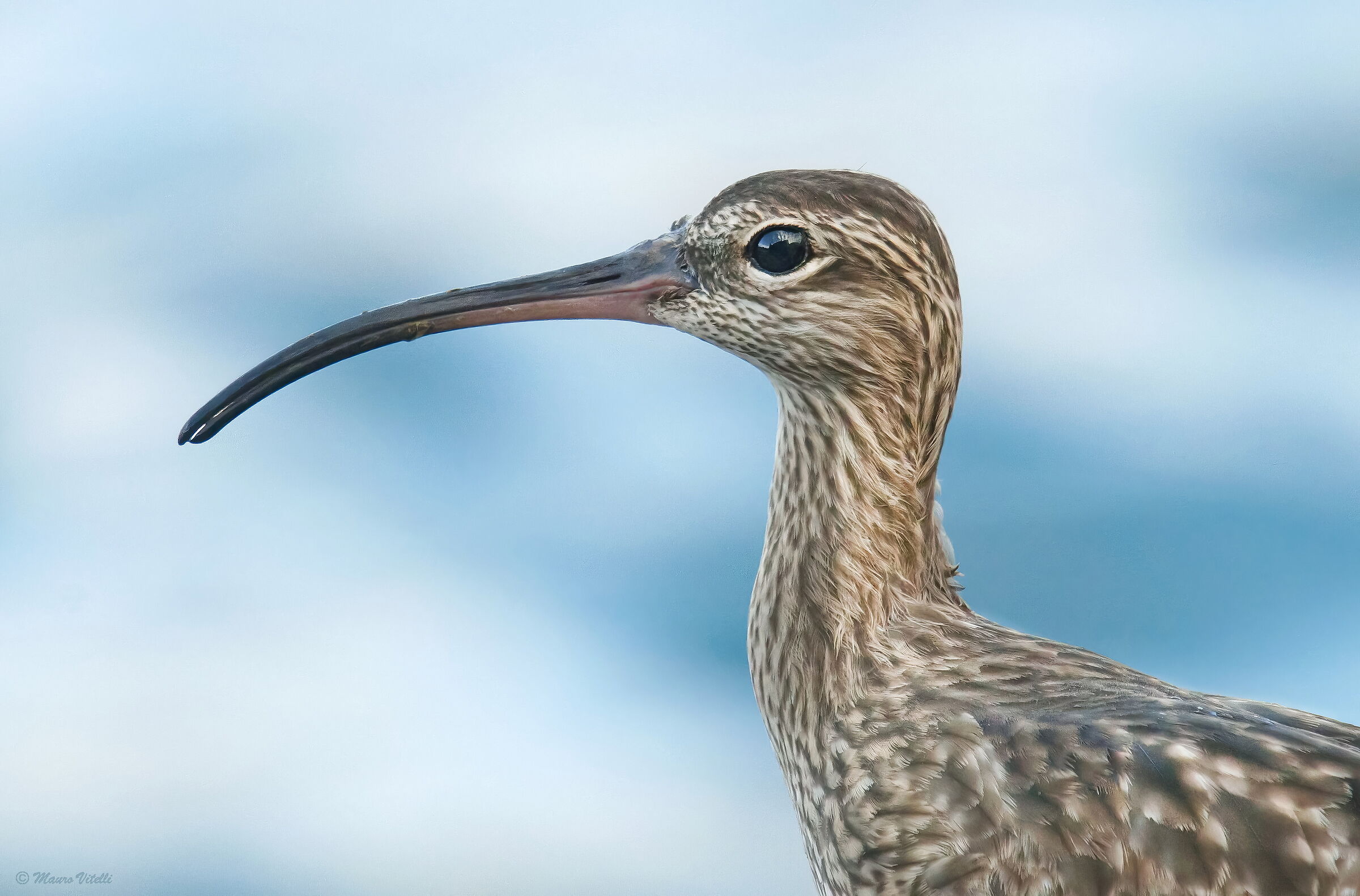 Portrait of a Curlew