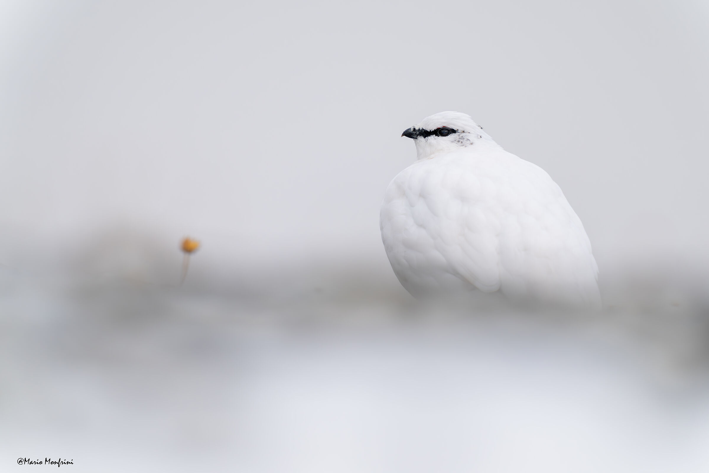 A flower for the queen