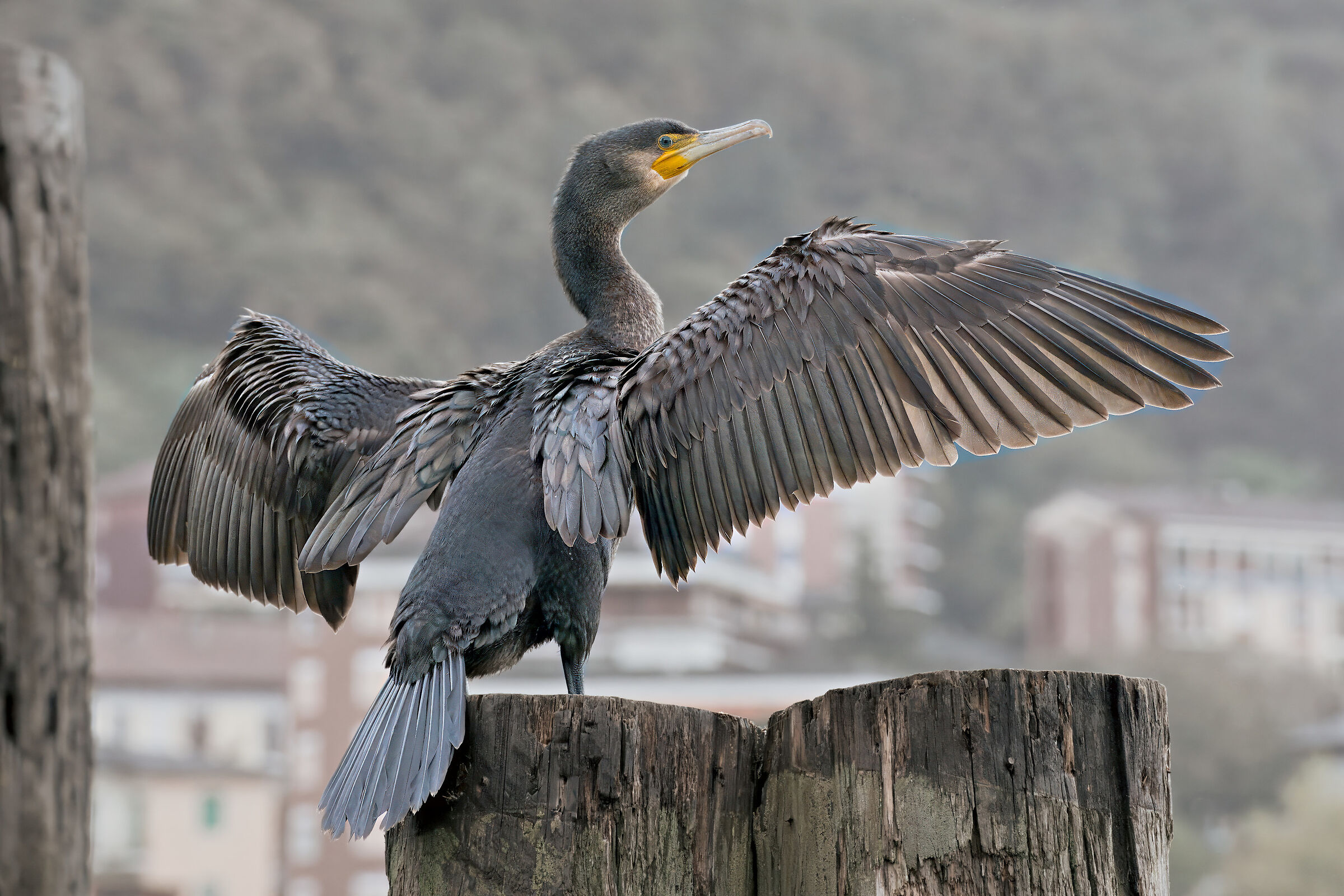 cormorano
