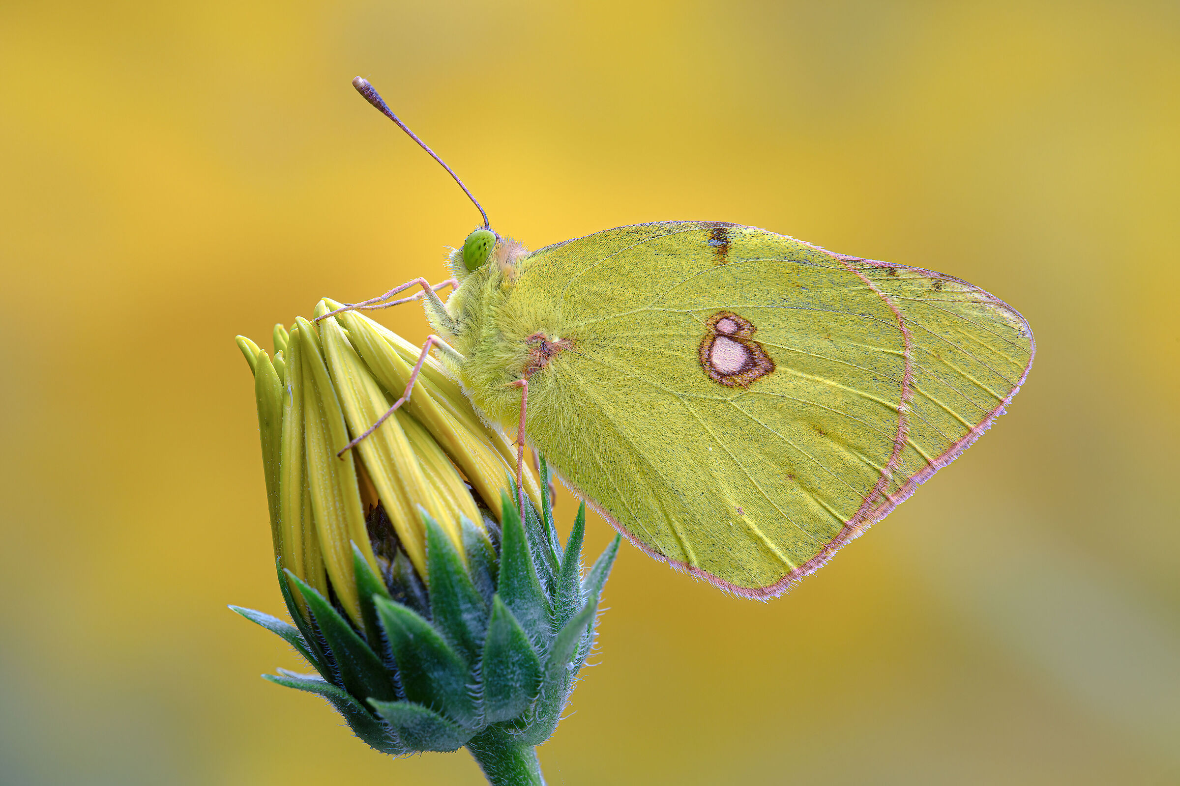 Tone on tone (cross colias)