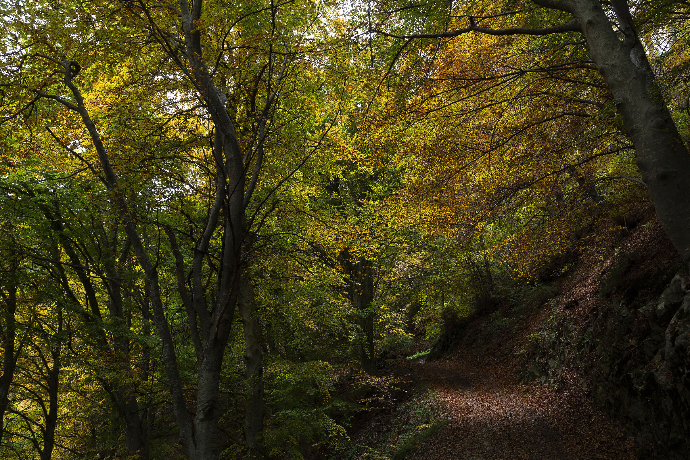 Autumn