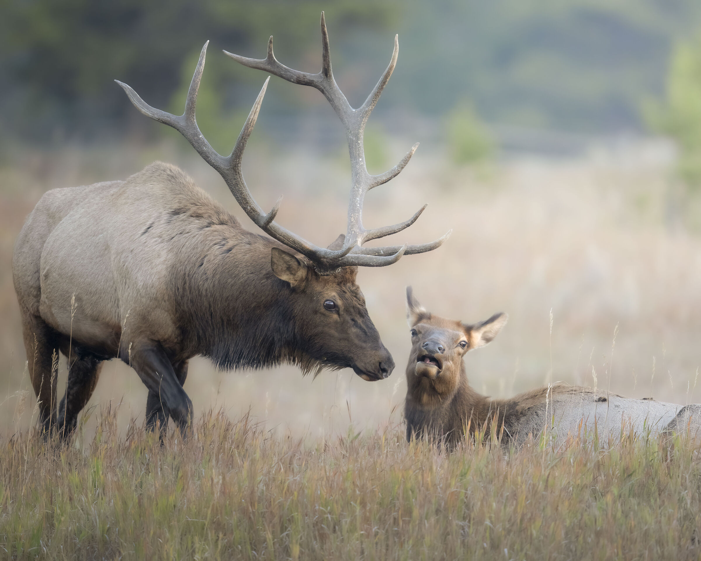 tempo di amori a Yellowstone