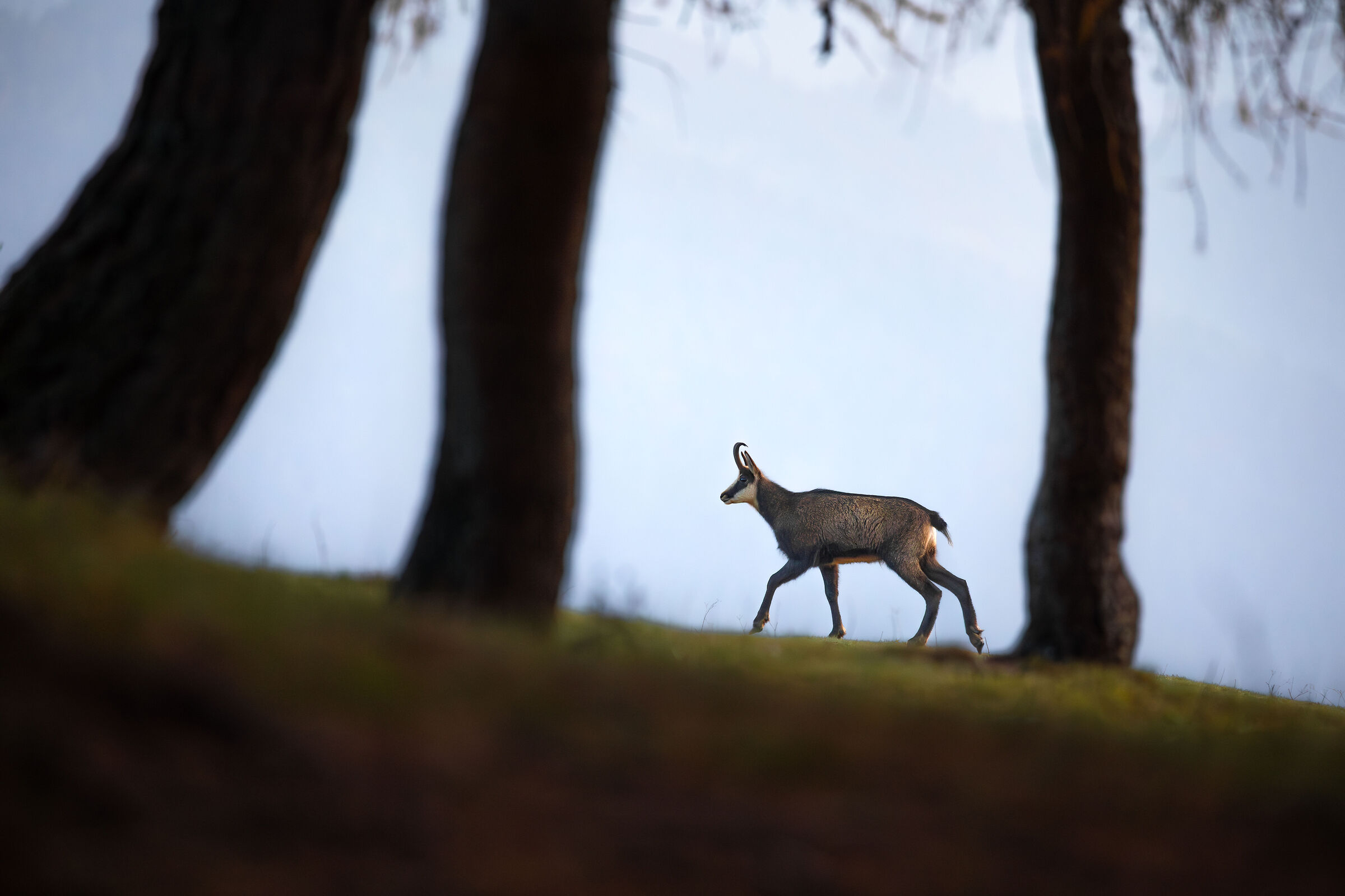 Camoscio all'imbrunire