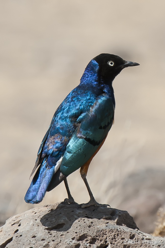 superb starling