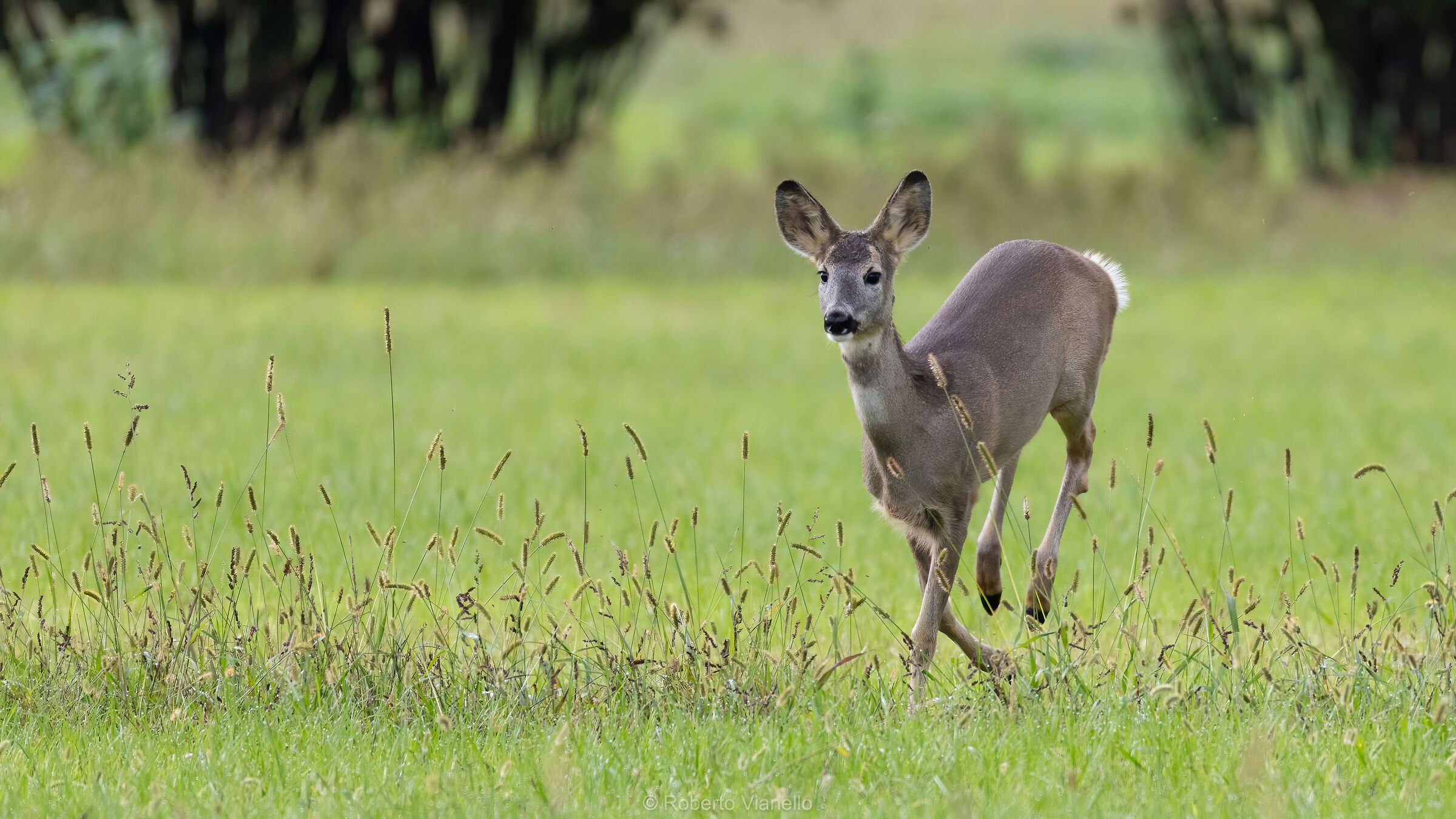 Capriolo (Capreolus capreolus)