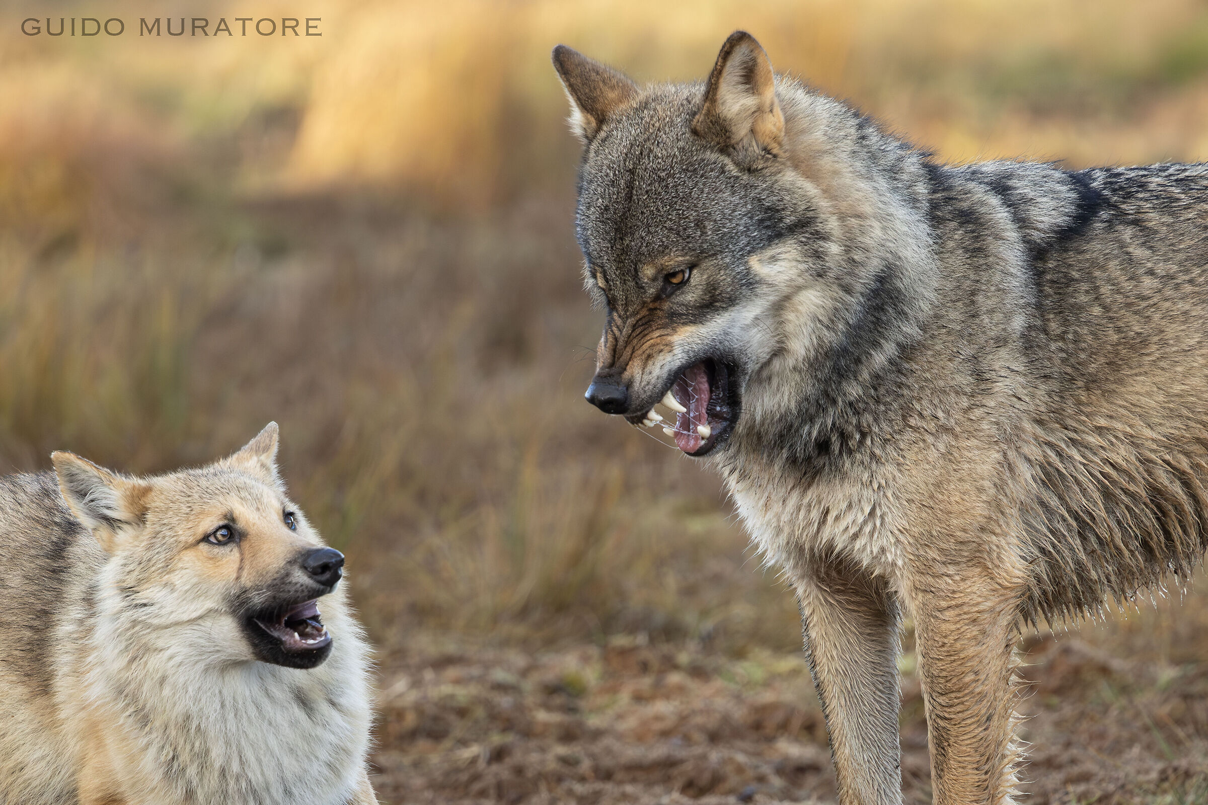Disagreements in the family