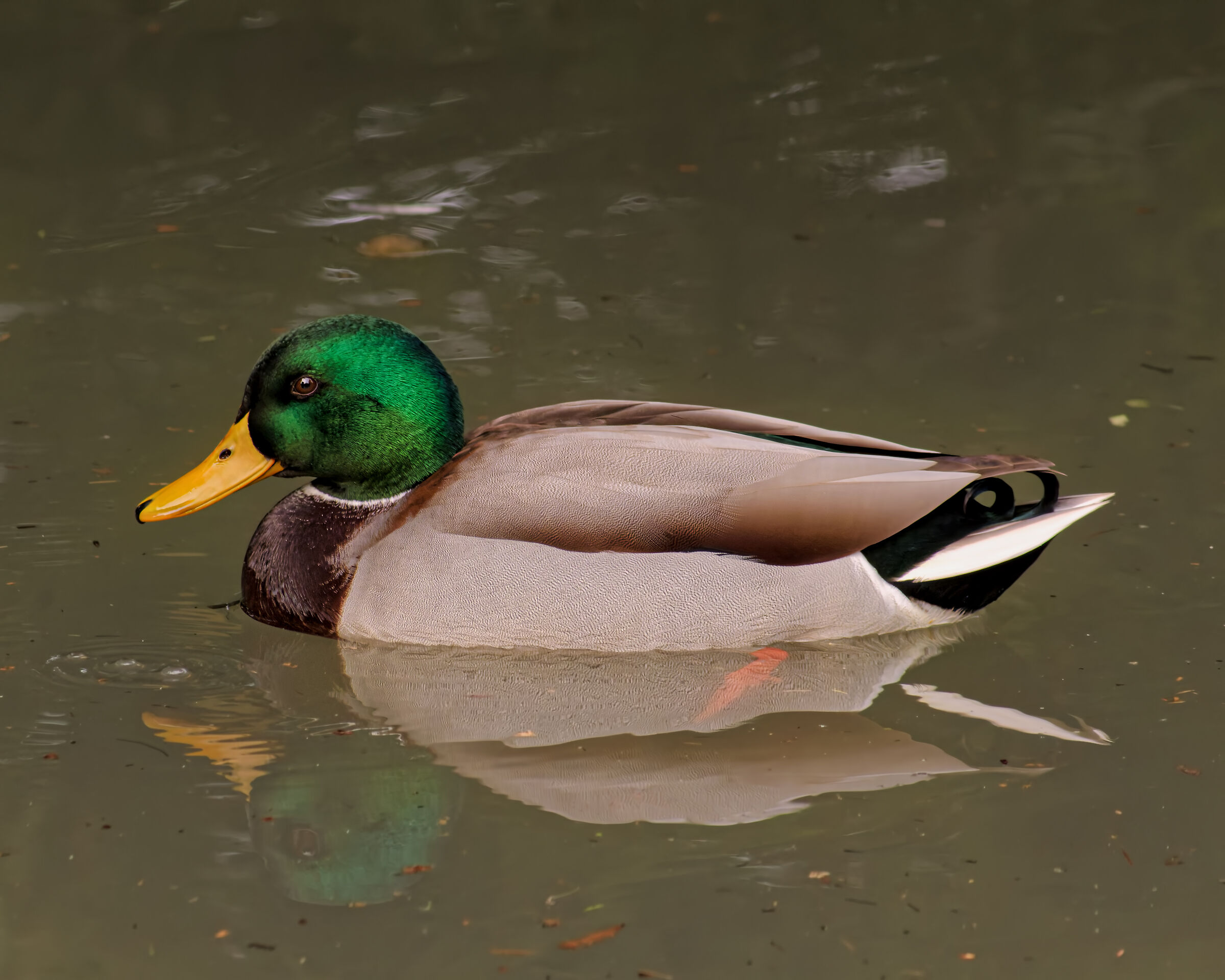 Germano Reale maschio