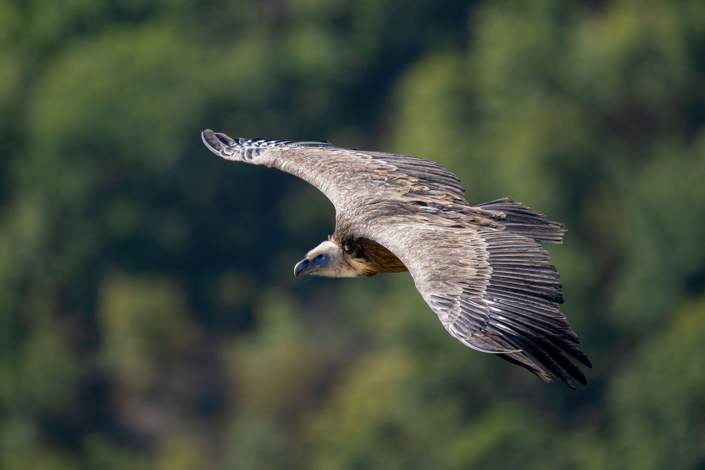 Griffin - Barronies Provencal