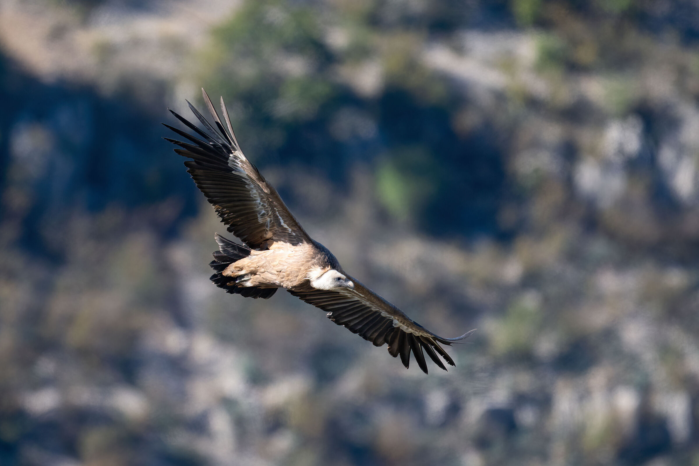 Griffin - Barronies Provencal