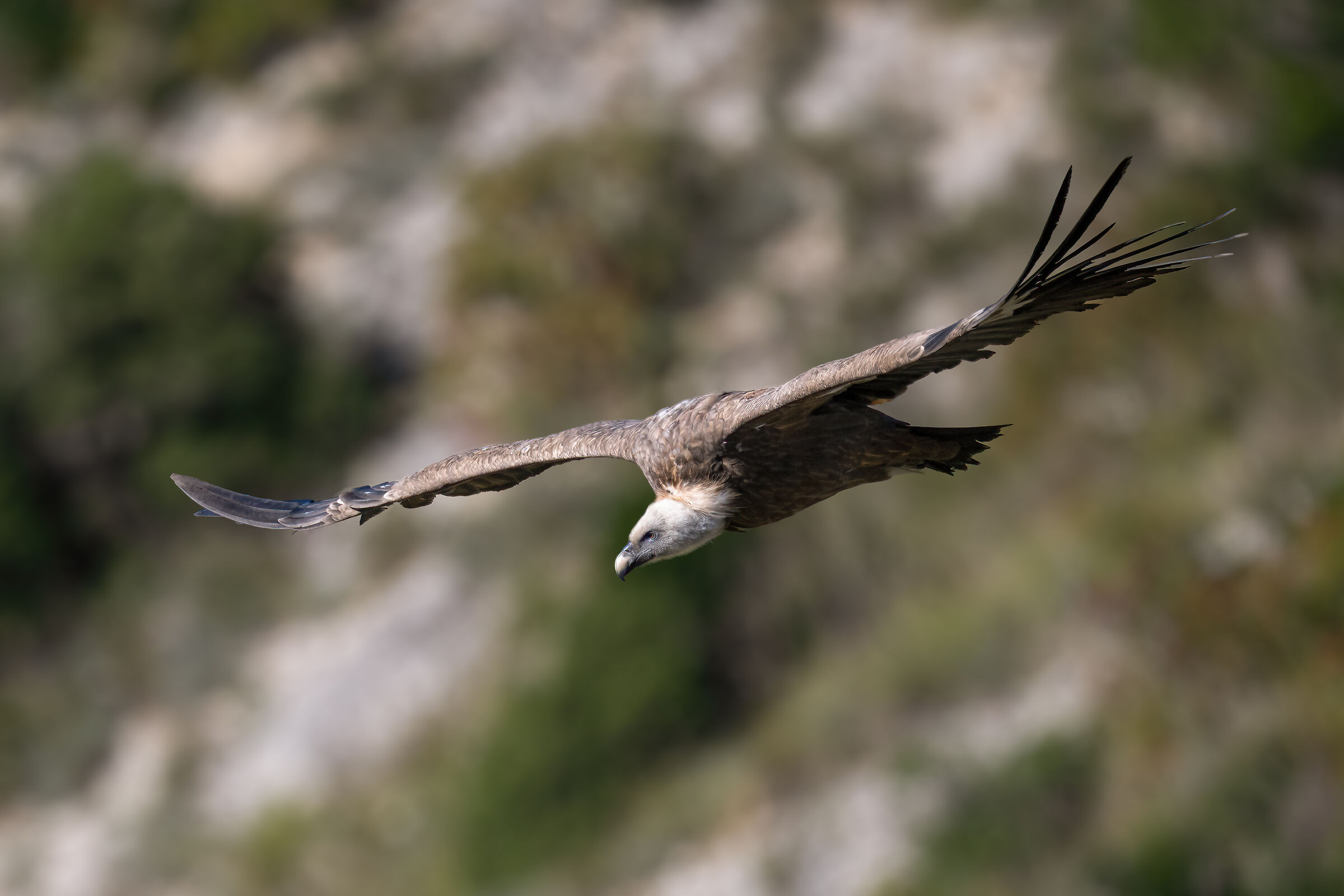 Griffin - Barronies Provencal