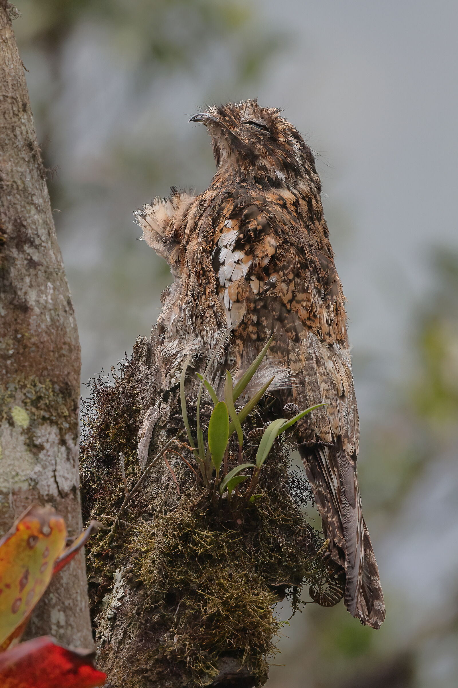 Potoo delle Ande